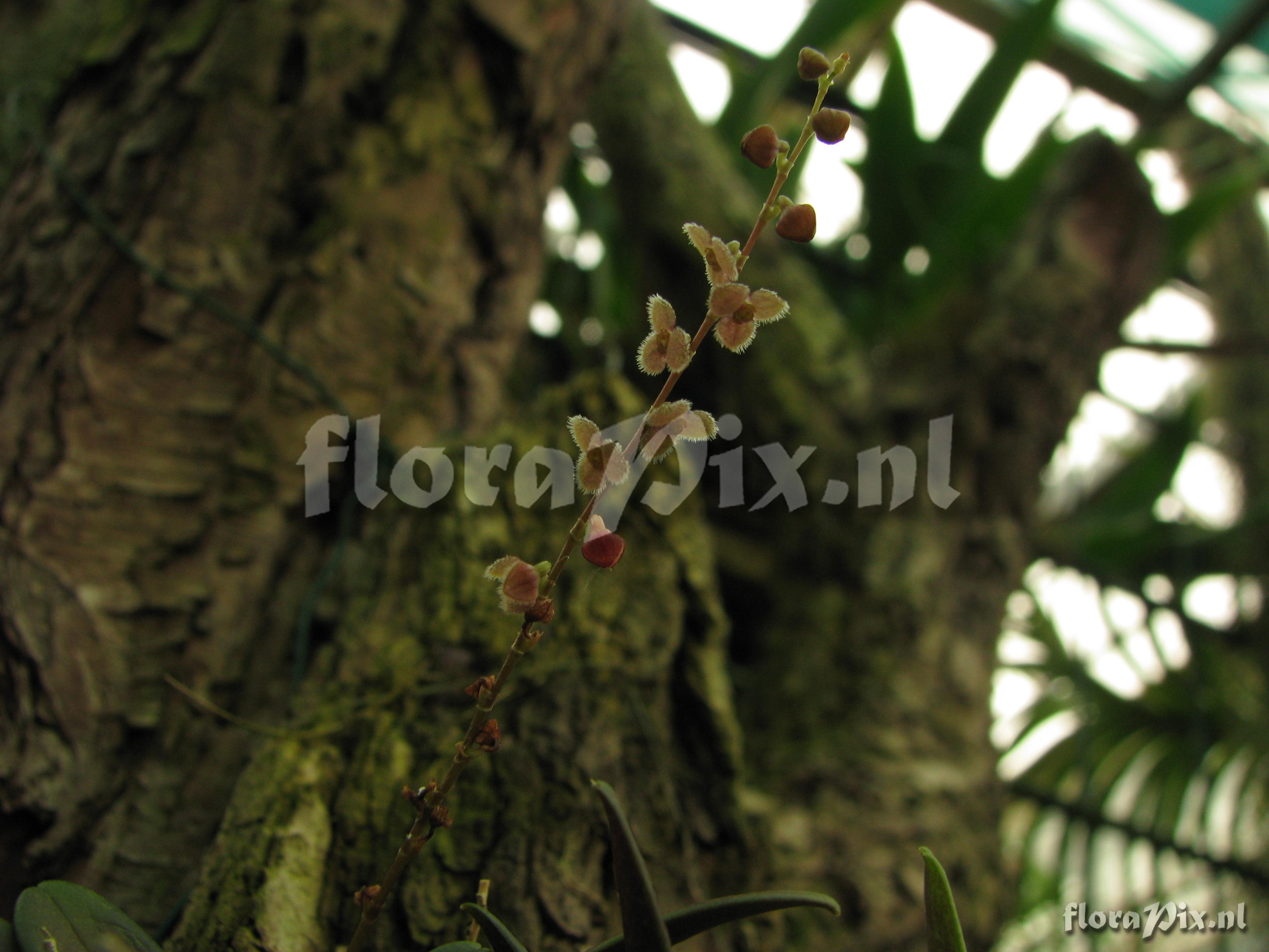 Stelis argentata Lindl 16