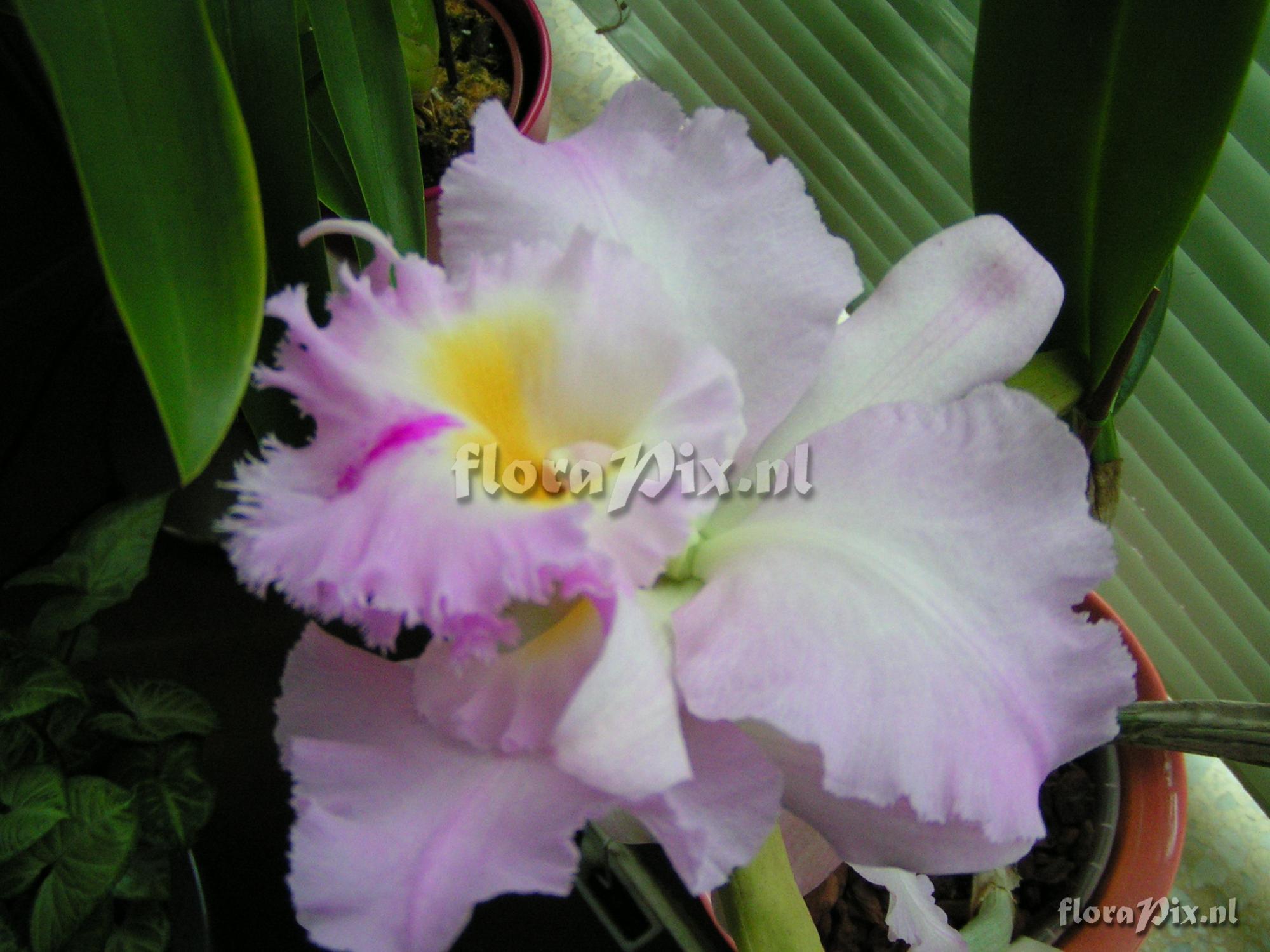 Cultivar Cattleya hybride