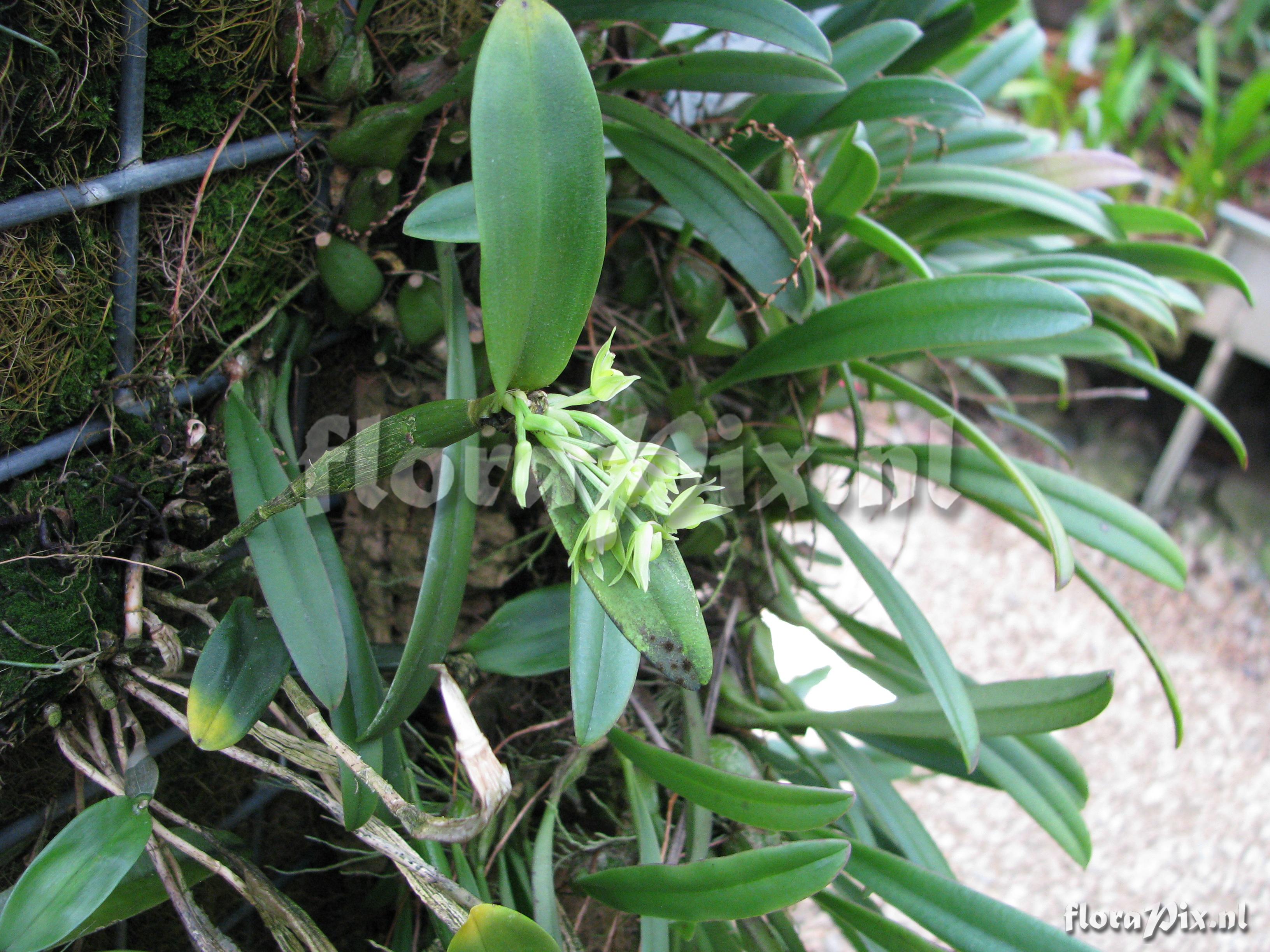 Scaphyglottis lindeniana