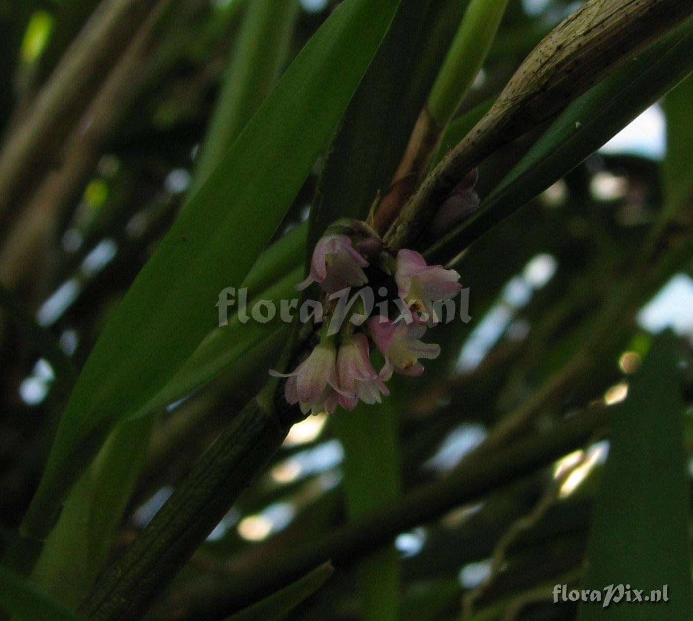 Scaphyglottis spec.