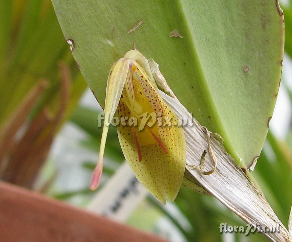 Restrepia trichoglossa