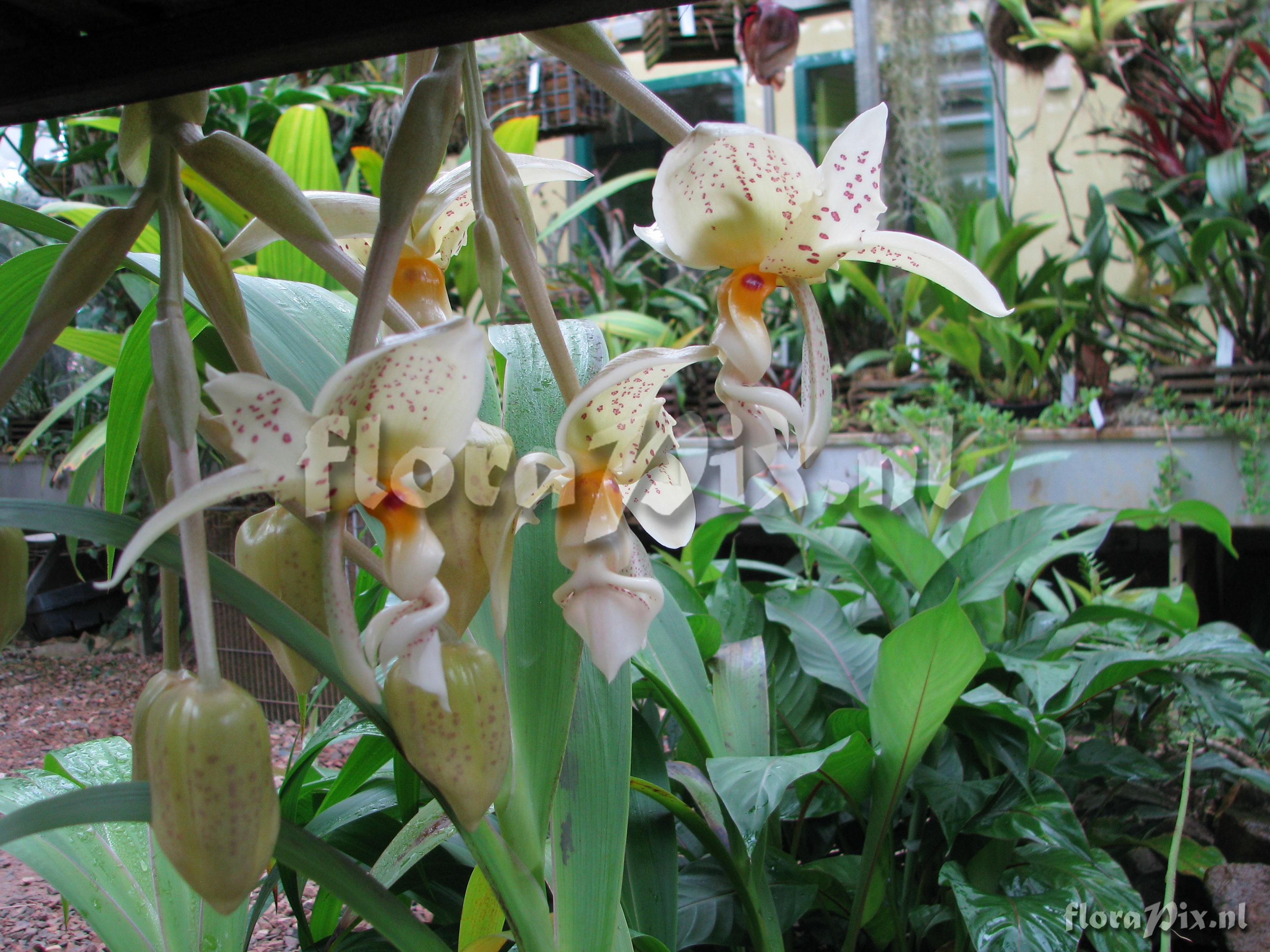 Stanhopea ruckeri