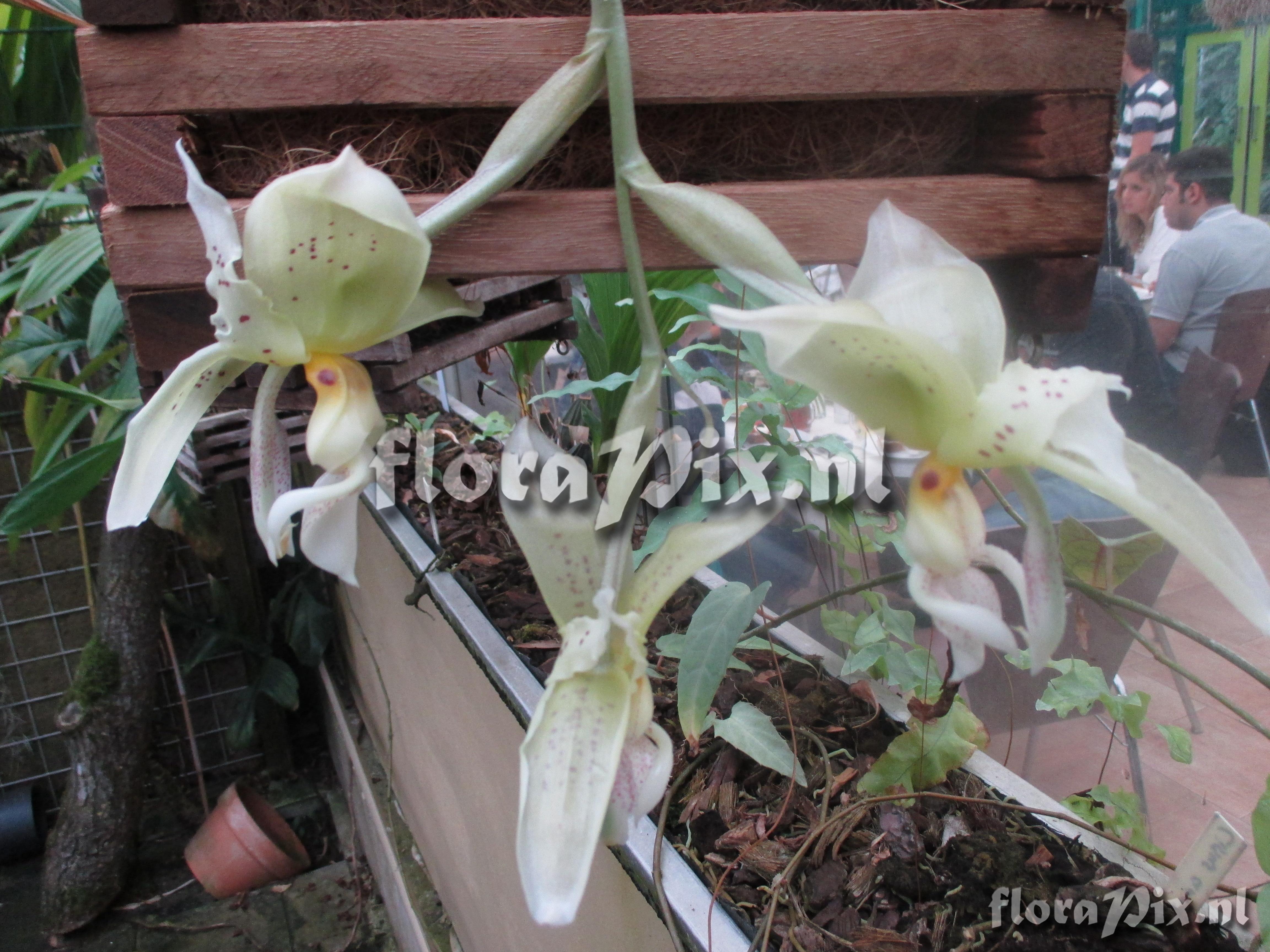 Stanhopea inodora