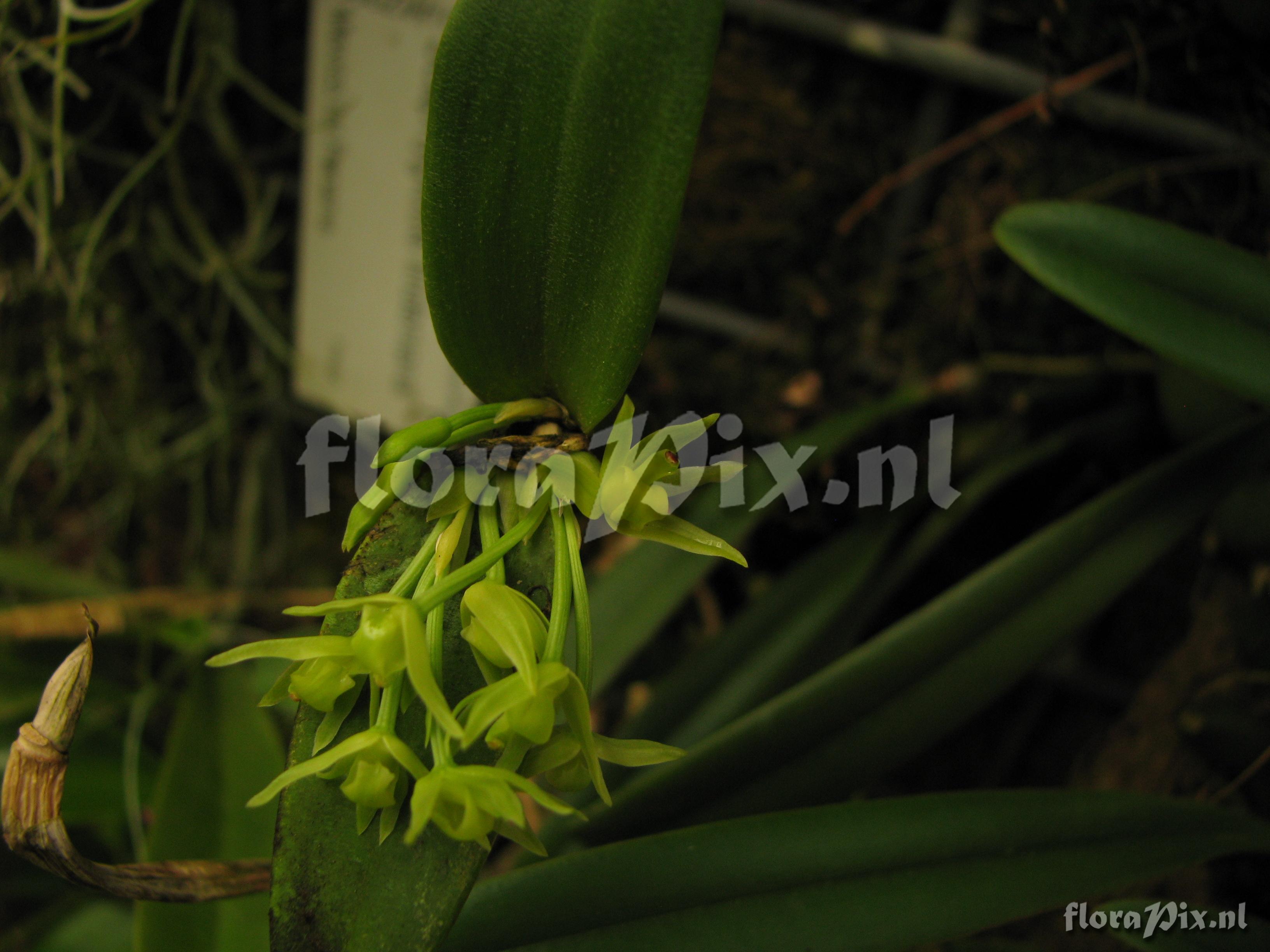 Scaphyglottis lindenianum