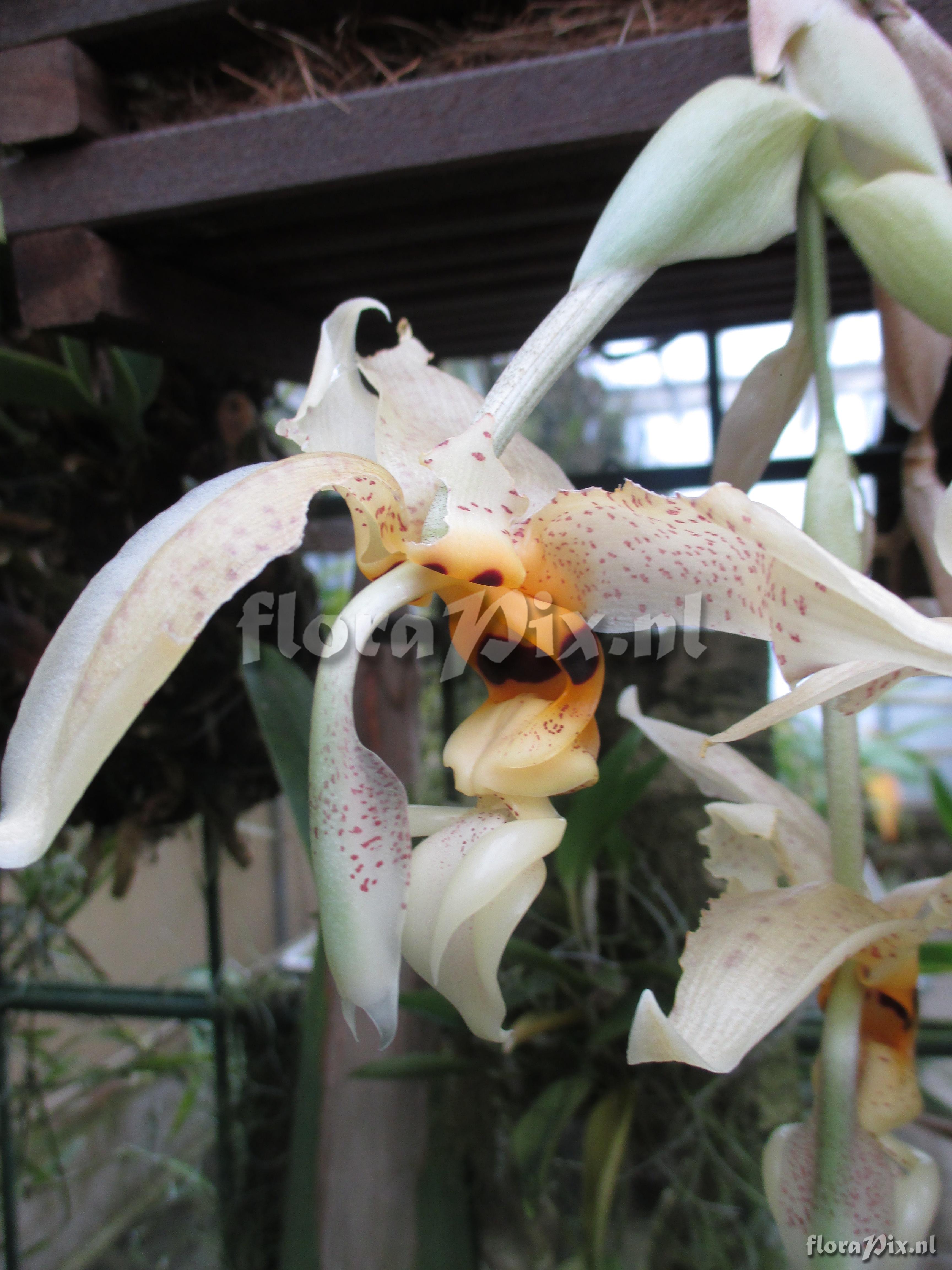 Stanhopea spec.