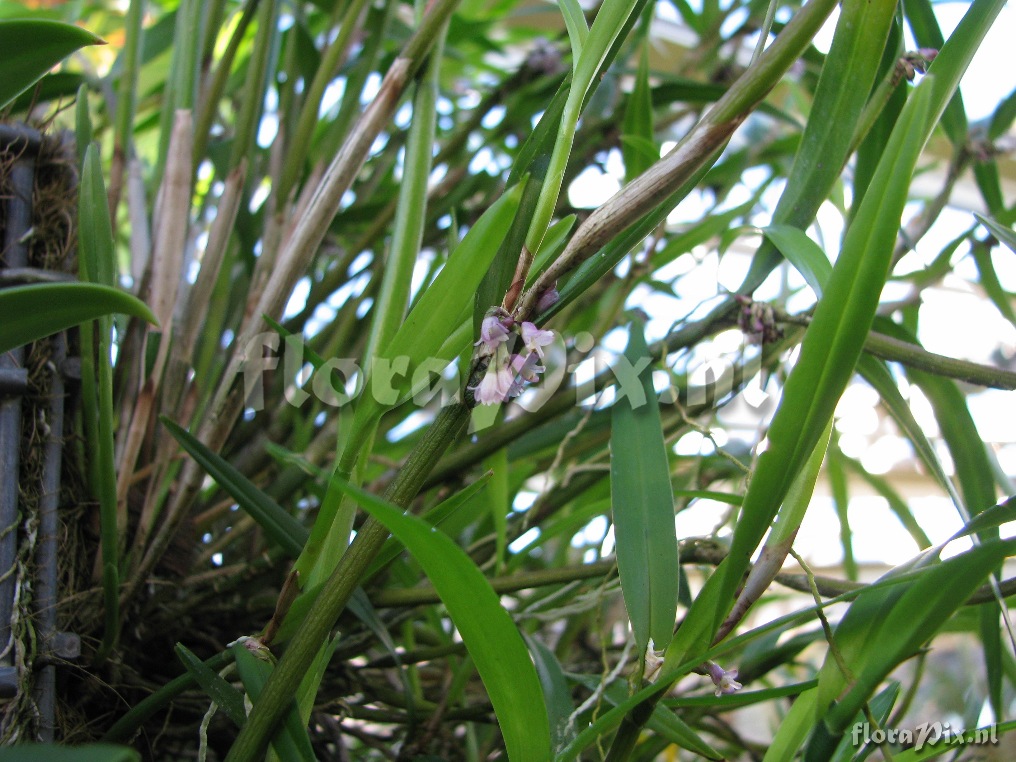 Scaphyglottis spec.