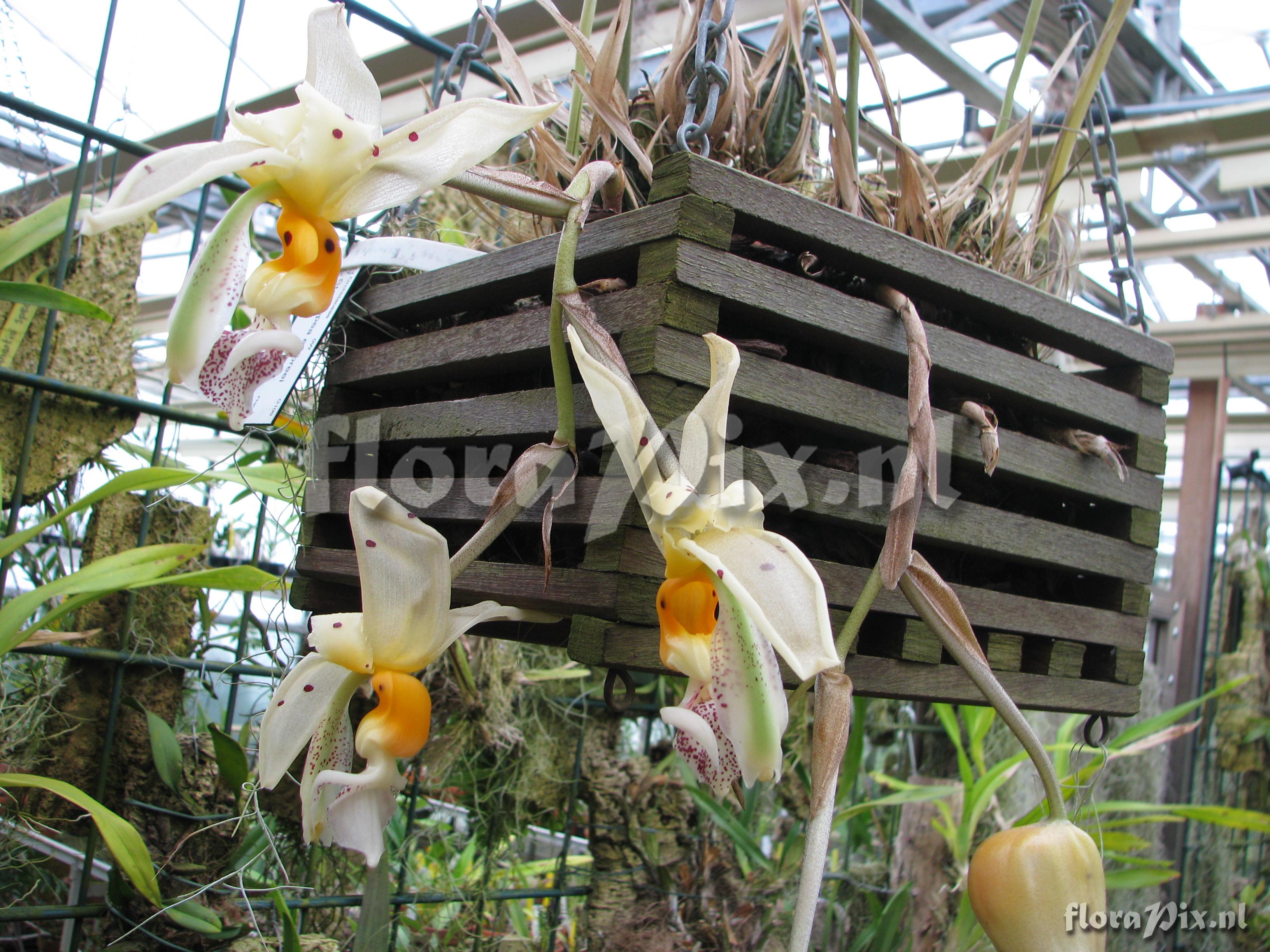 Stanhopea embreei