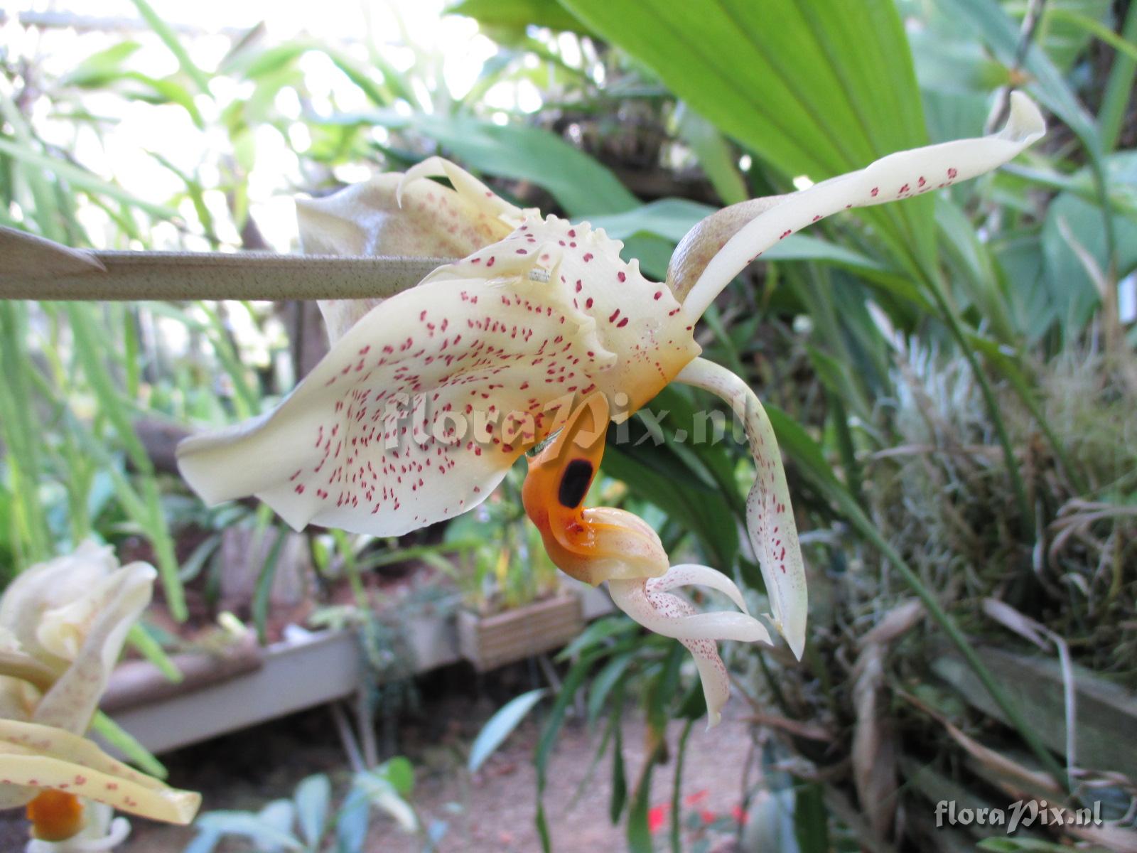 Stanhopea dodsoniana