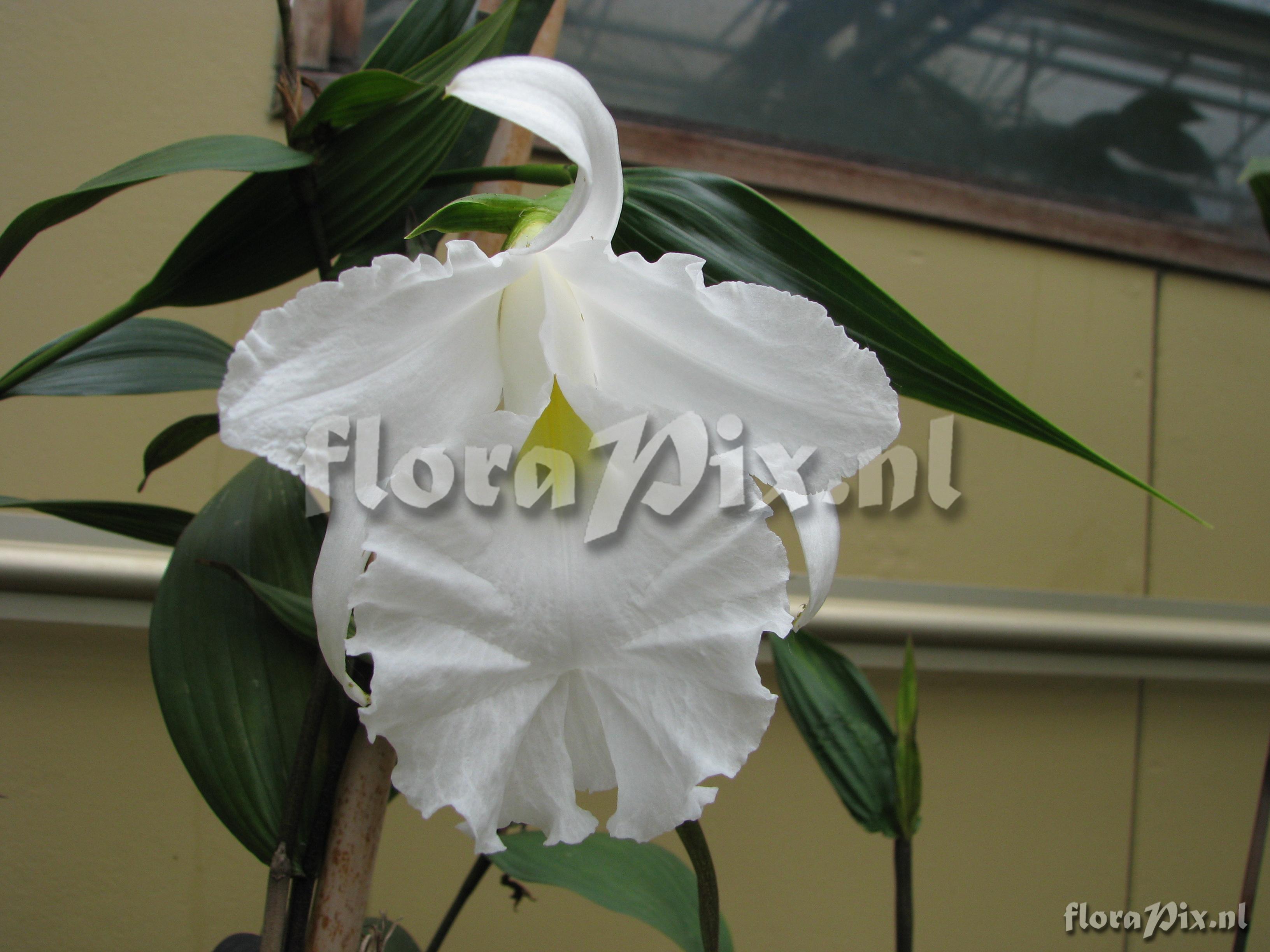 Sobralia spec.