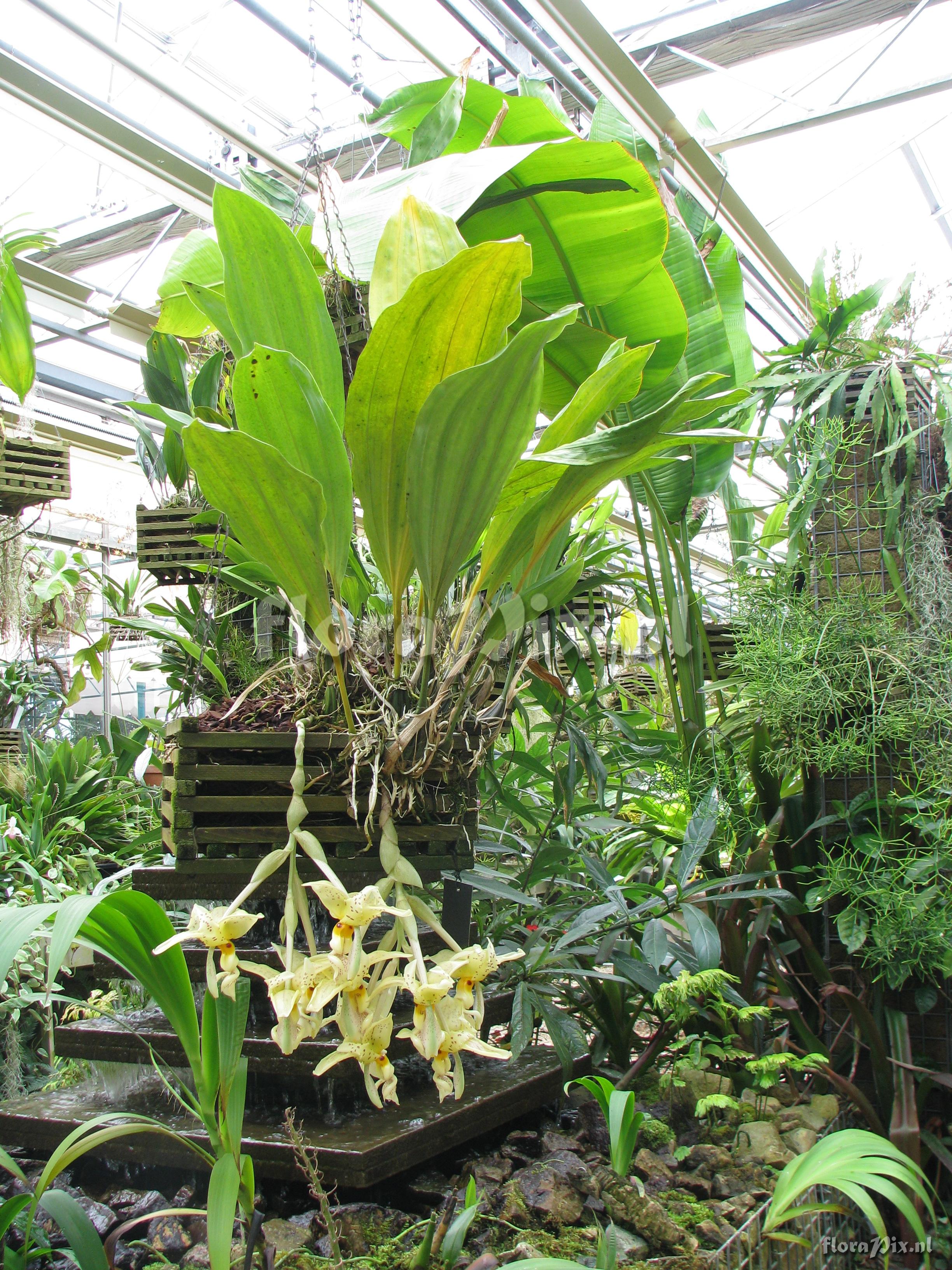 Stanhopea ruckeri