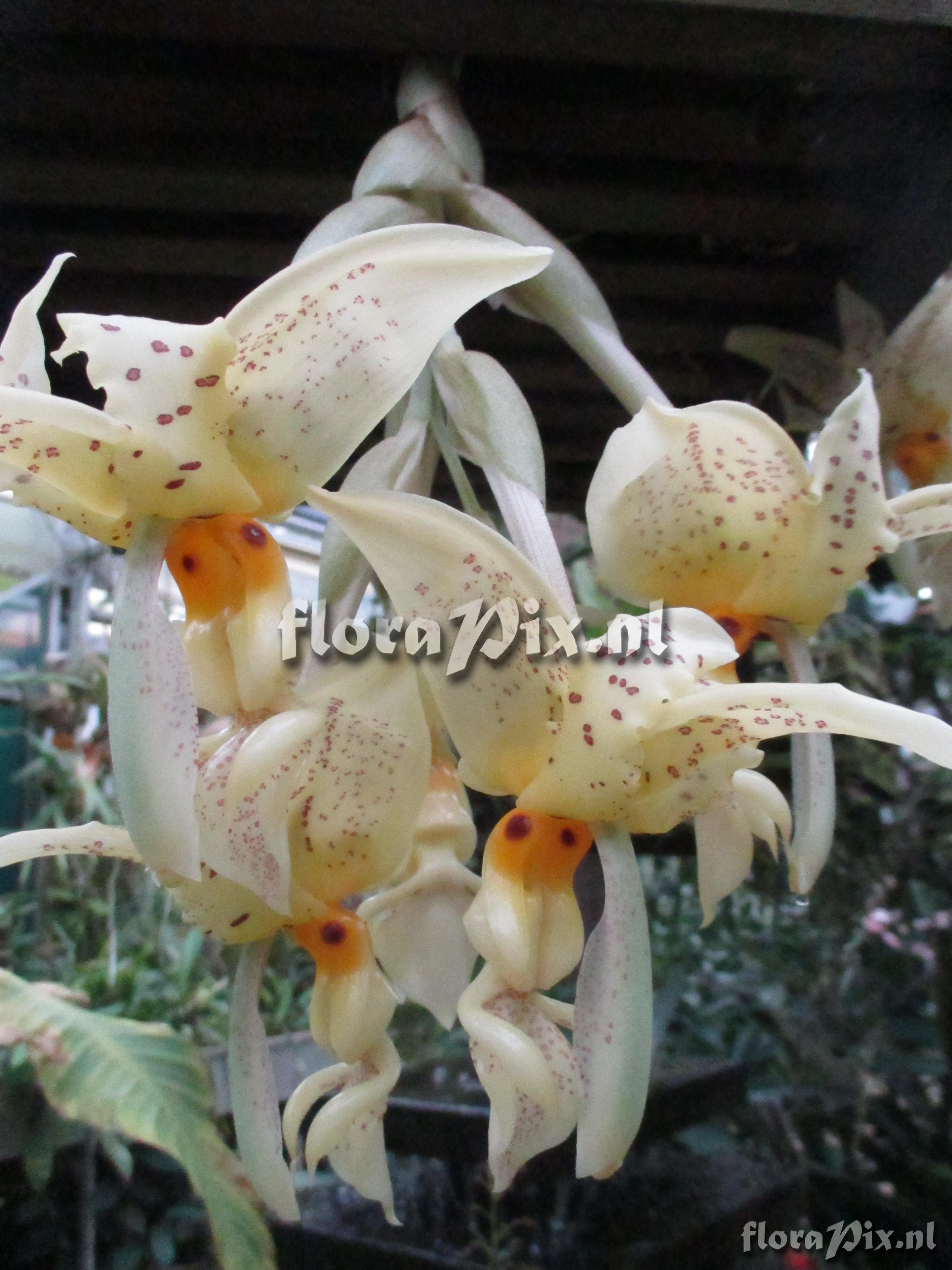 Stanhopea ruckeri