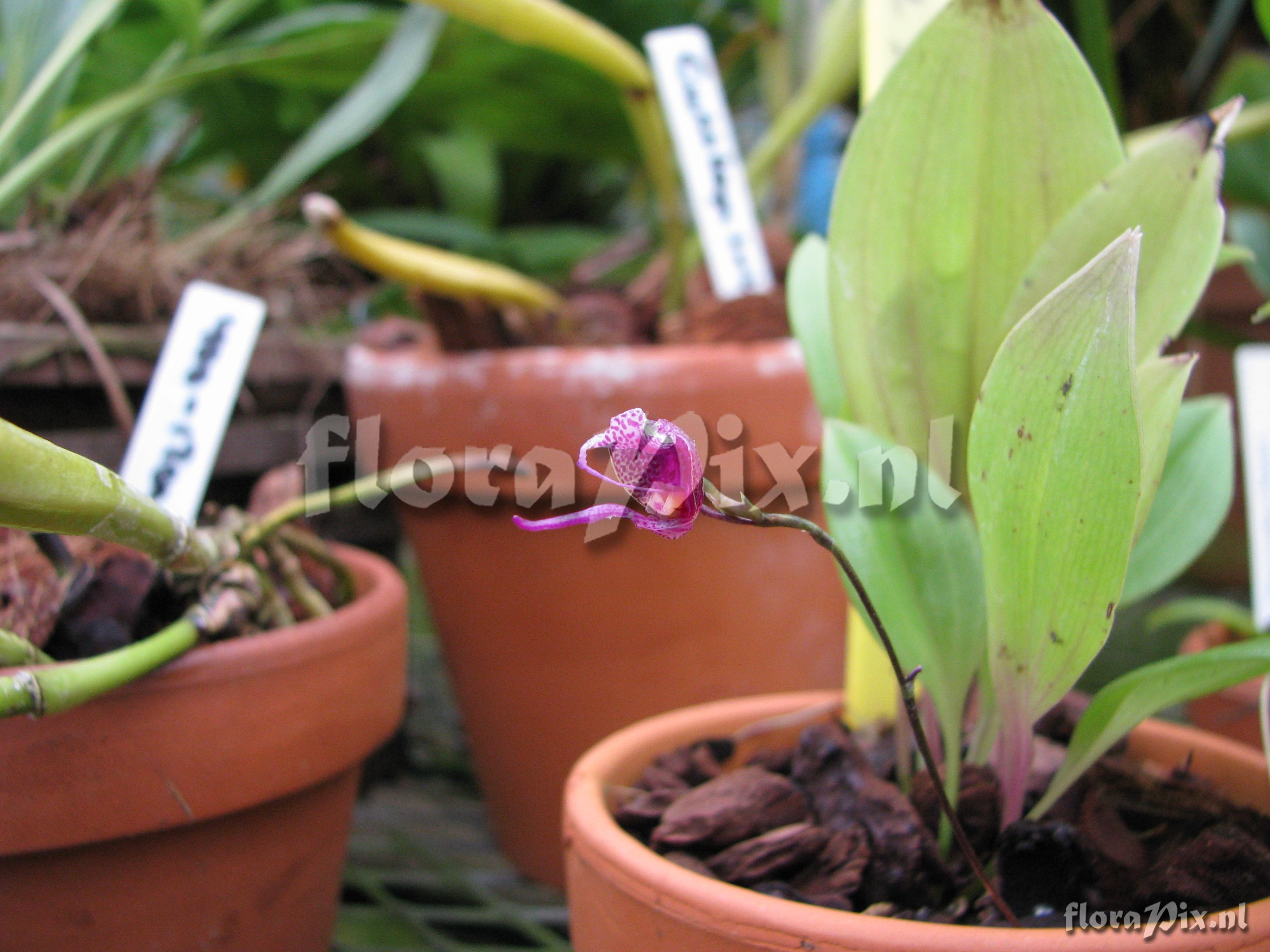 Scaphosepalum dalstroemii