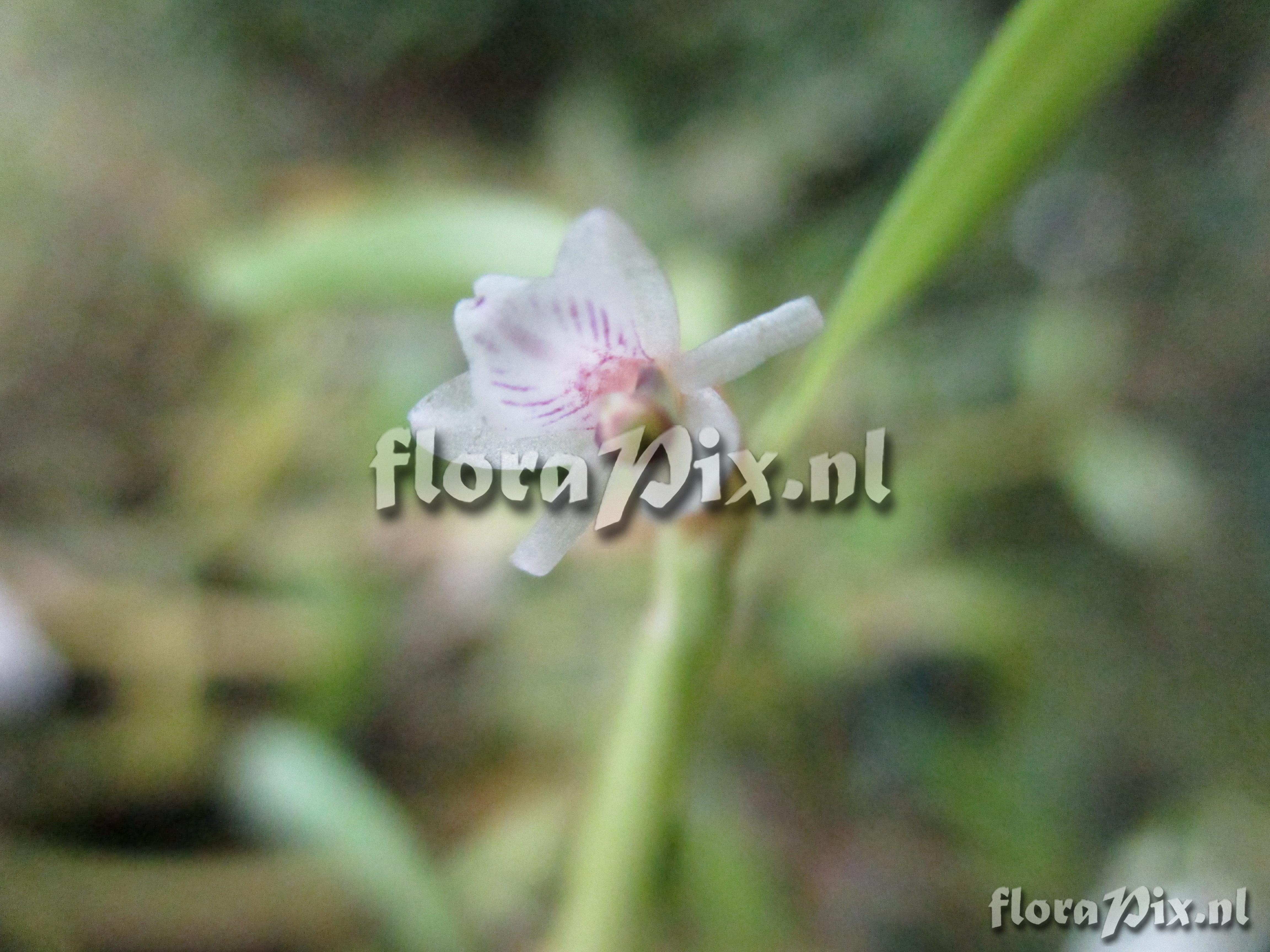 Scaphyglottis spec.