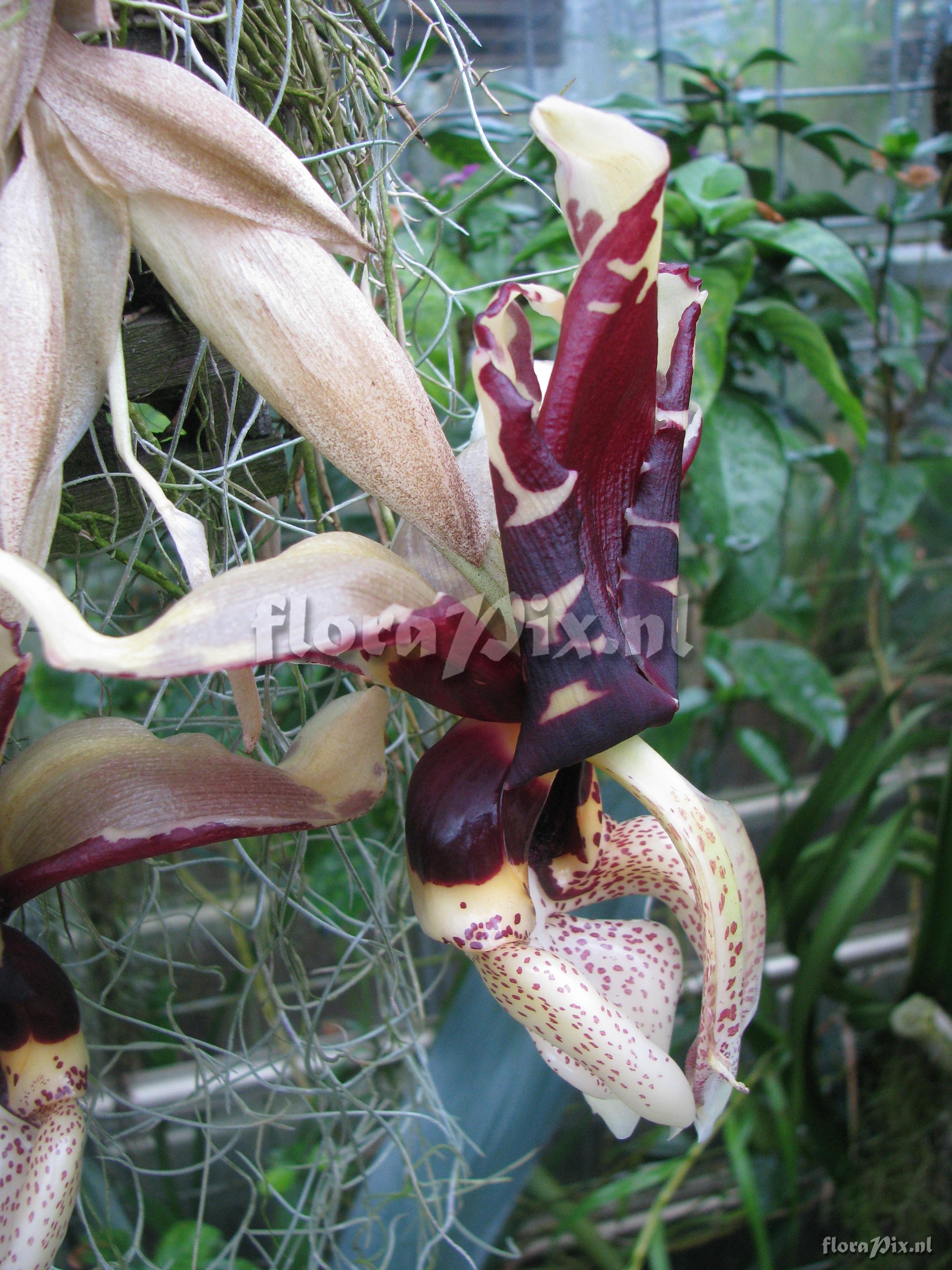 Stanhopea tigrina var. nigroviolacea