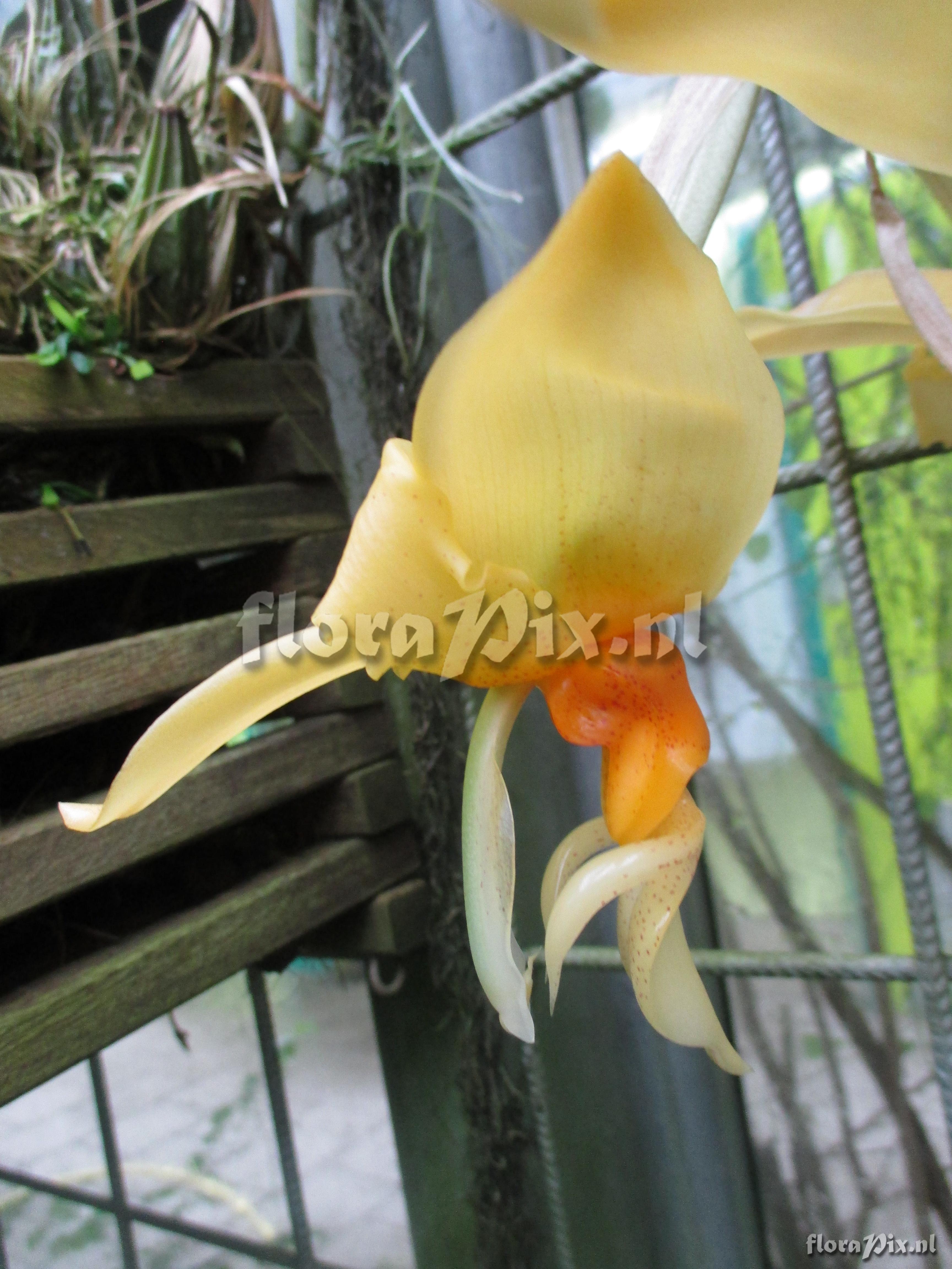 Stanhopea graveolens