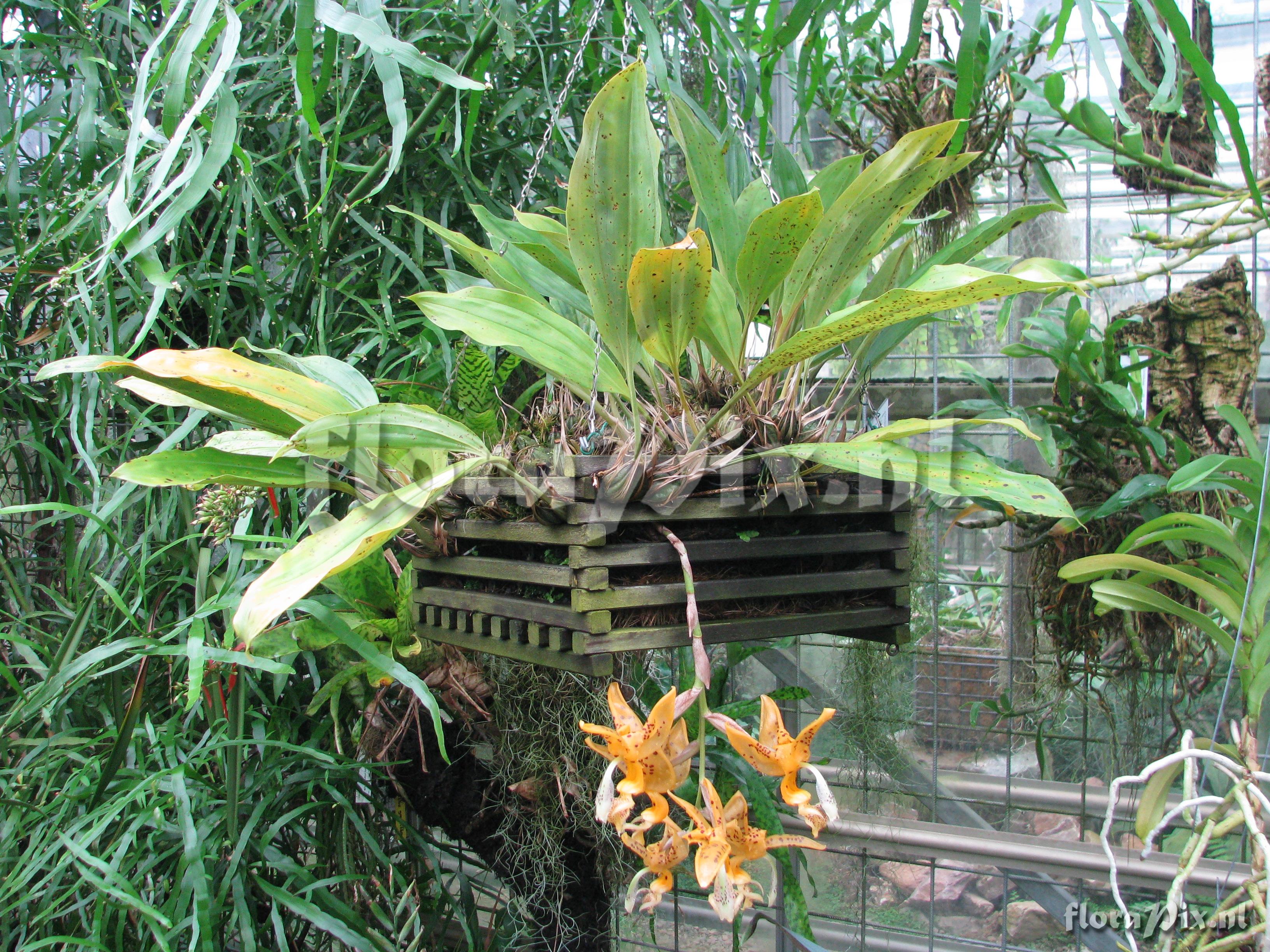 Stanhopea jenischiana