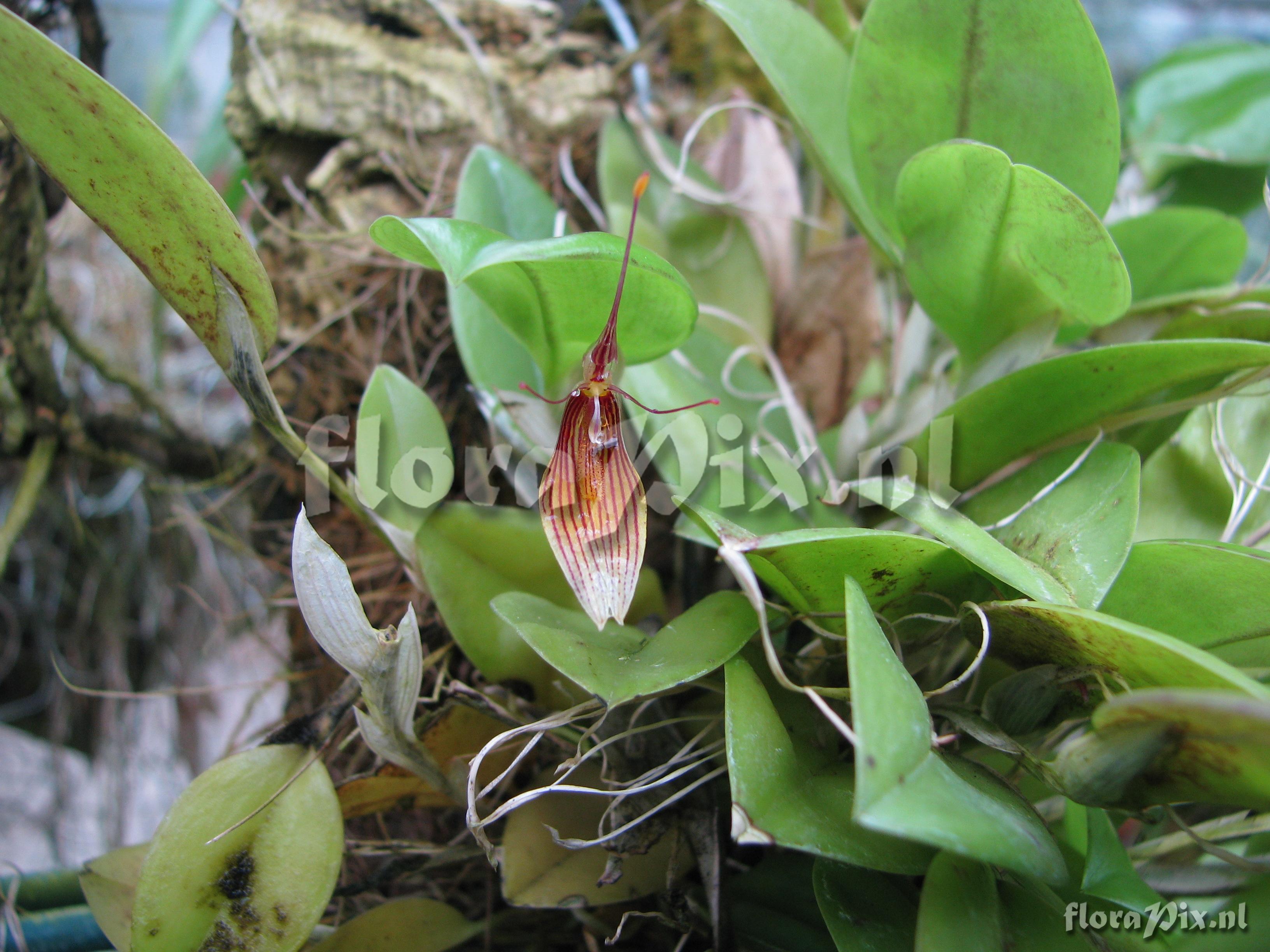 Restrepia striata