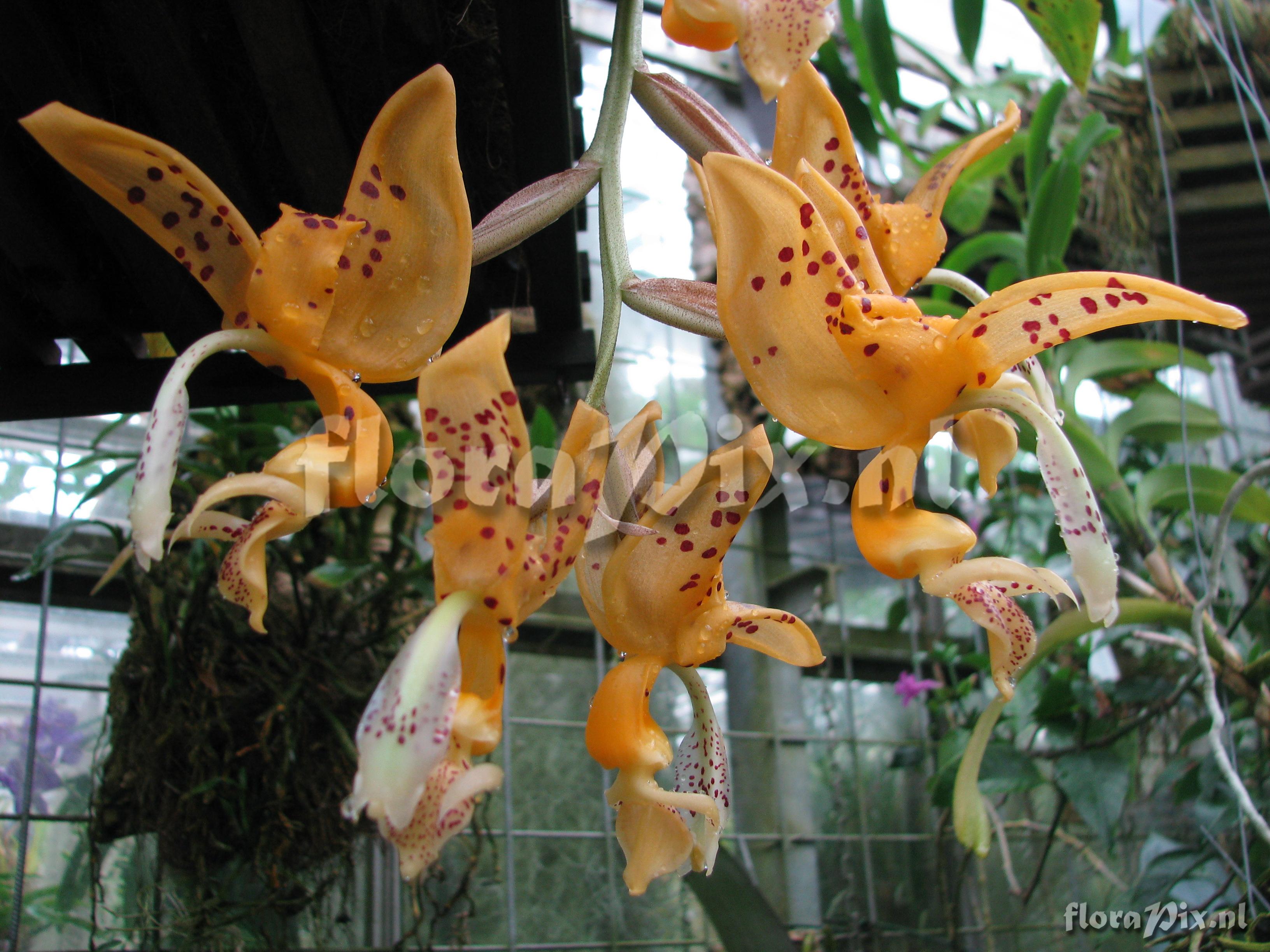 Stanhopea jenischiana