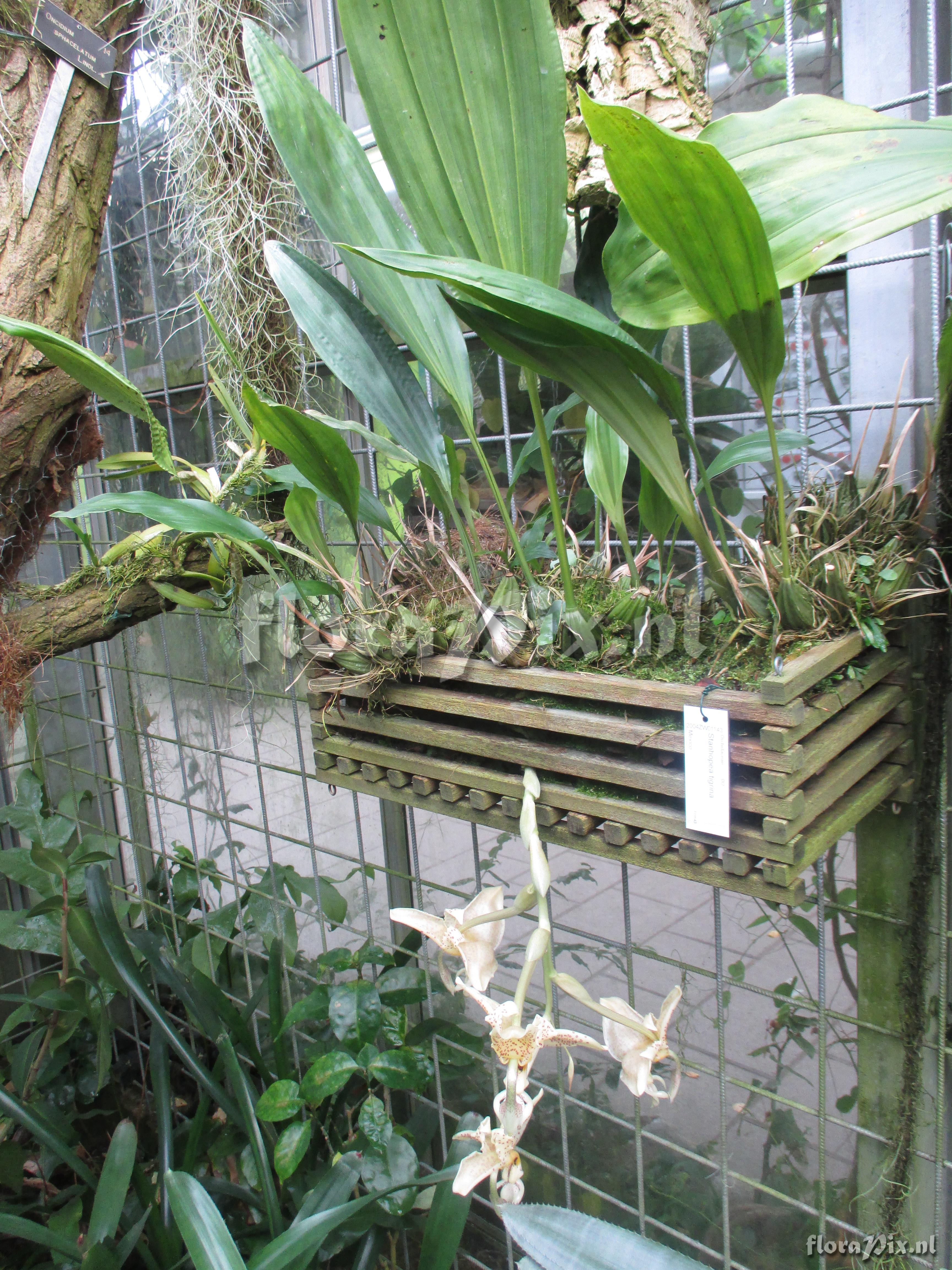 Stanhopea tigrina