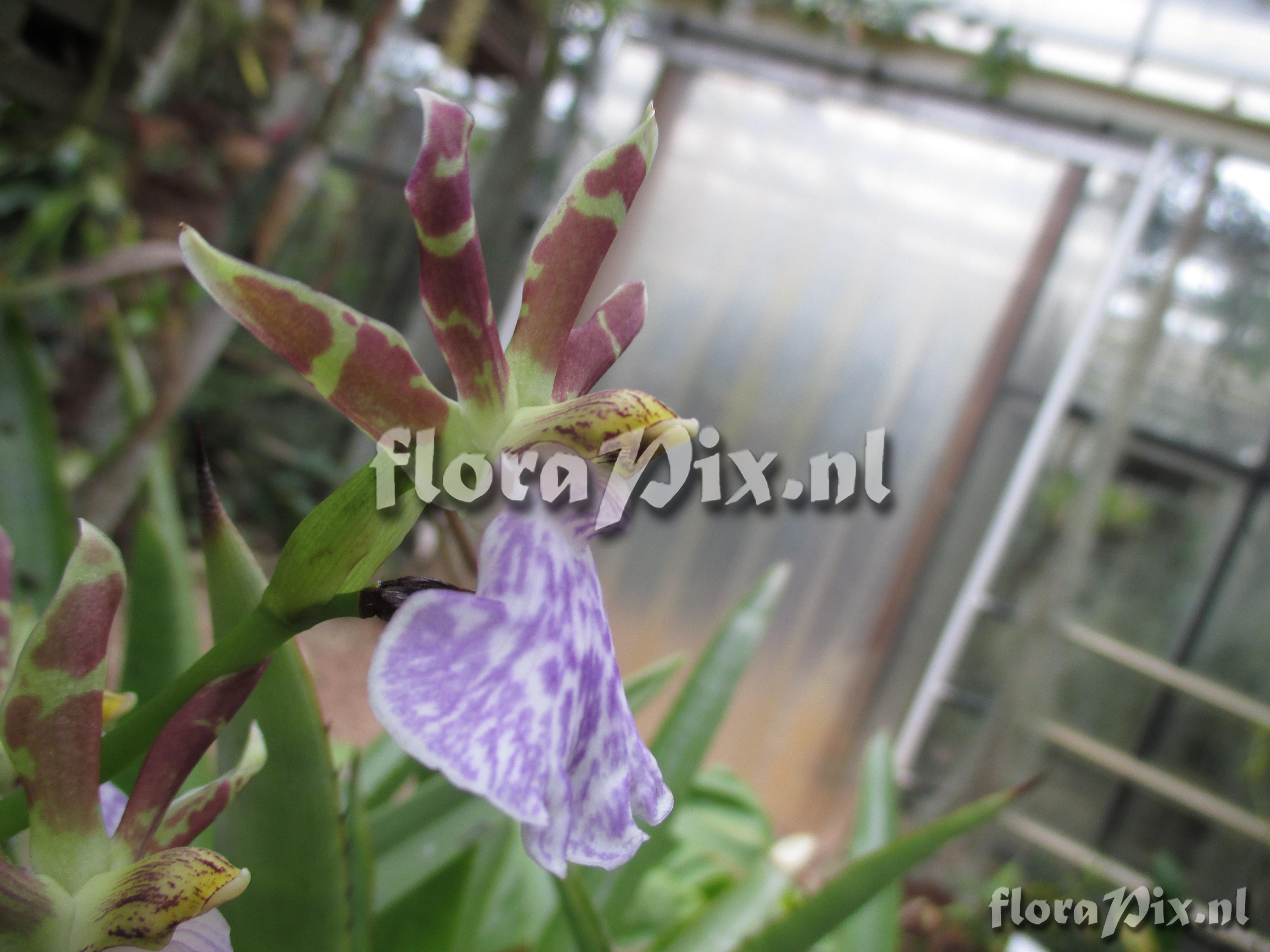 Zygopetalum mackaii