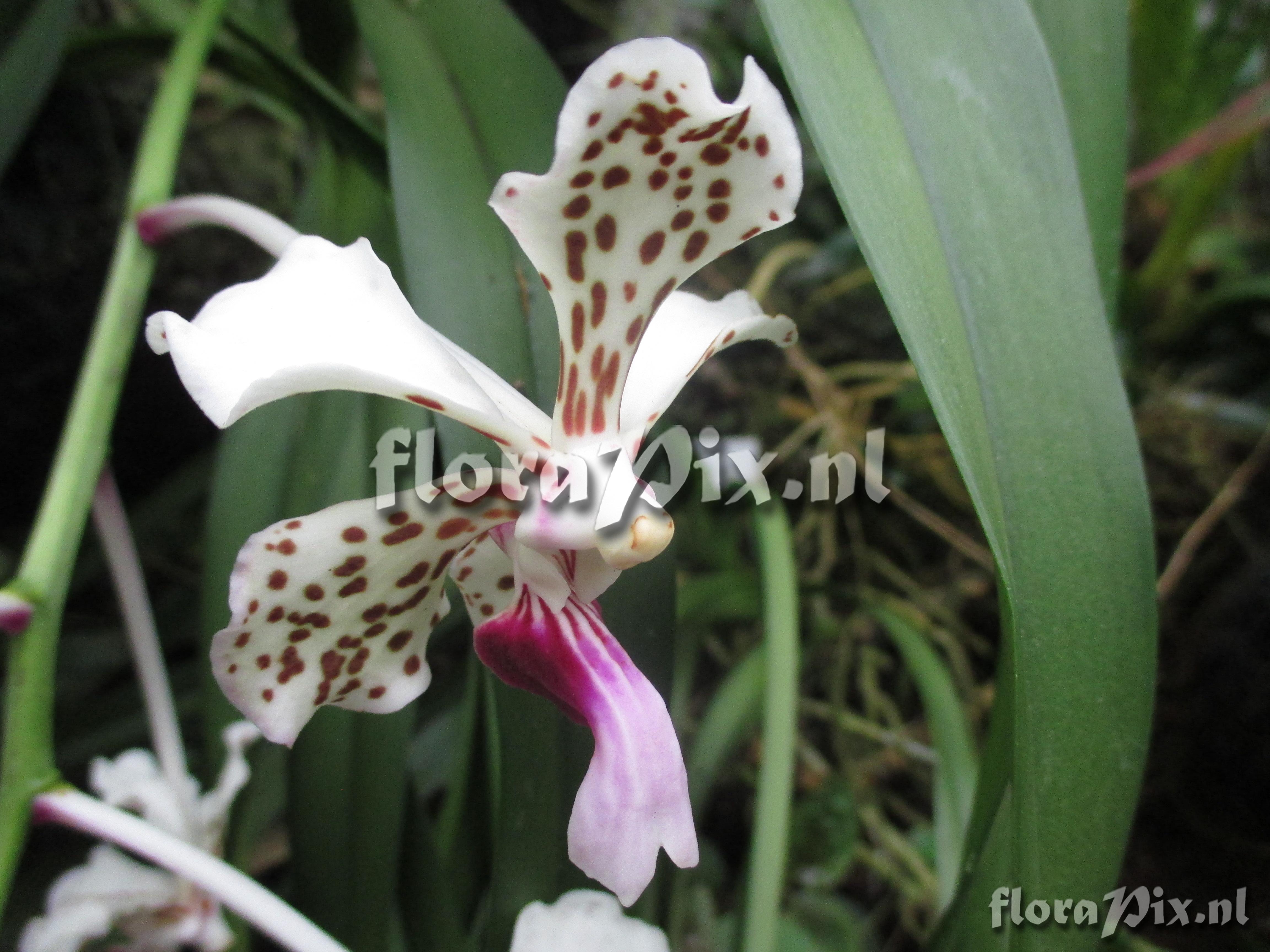 Vanda tricolor var. tricolor