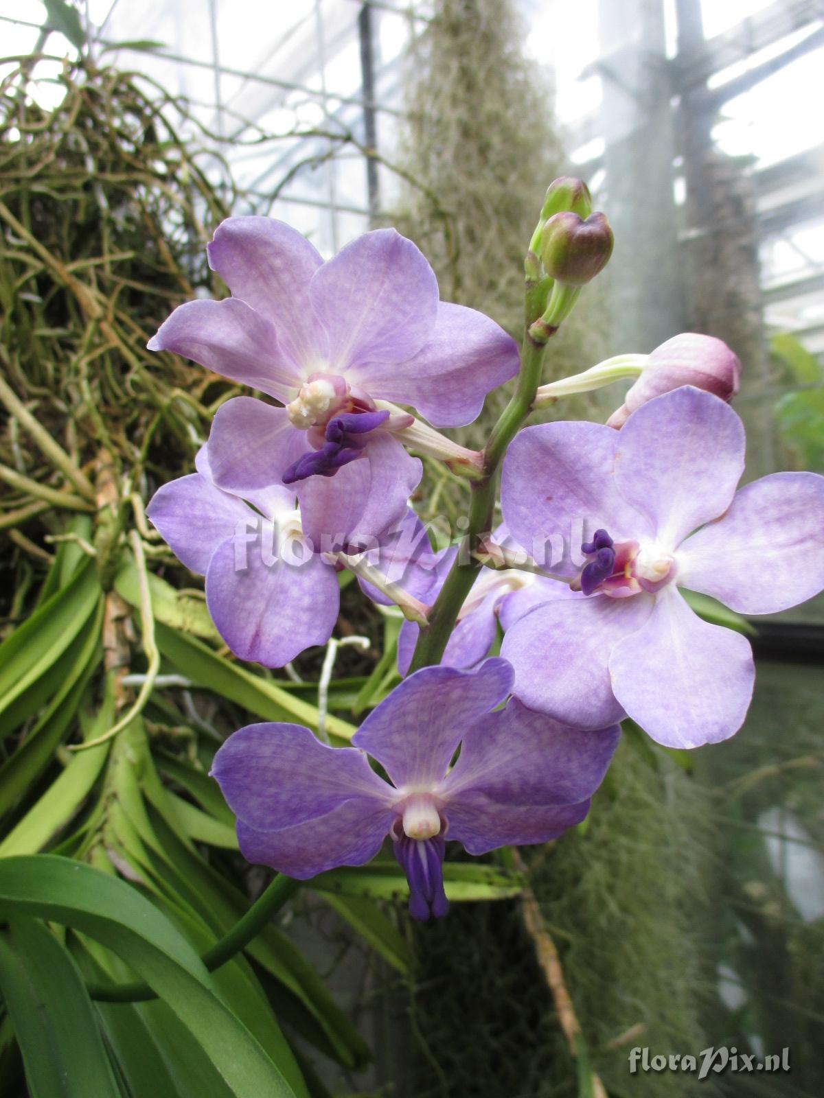 Vanda spec.