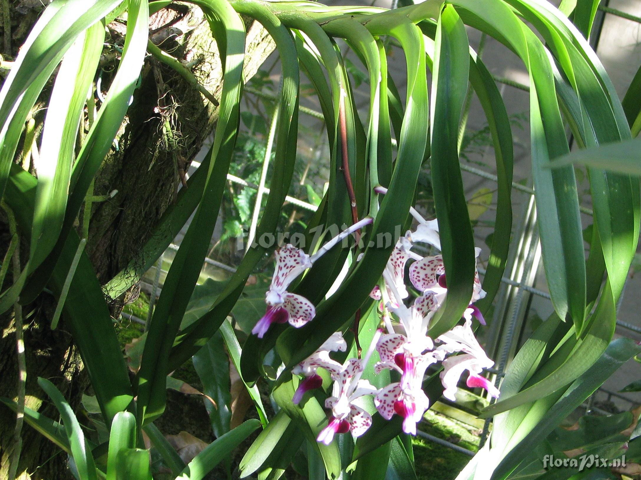 Vanda tricolor var. tricolor.JPG