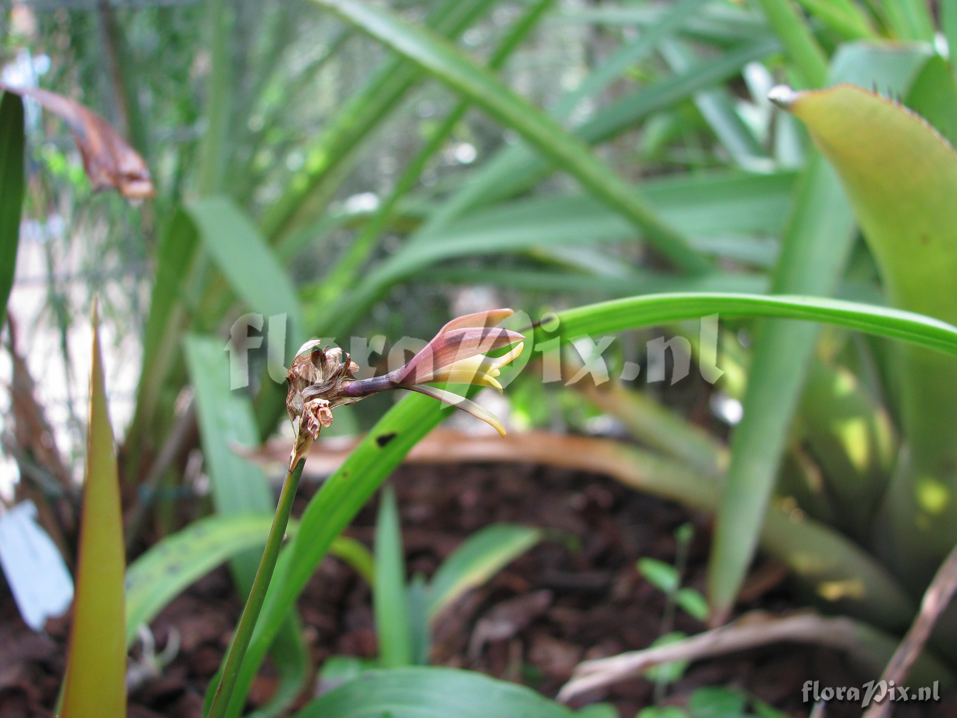 Jacquiniella equitantifolia