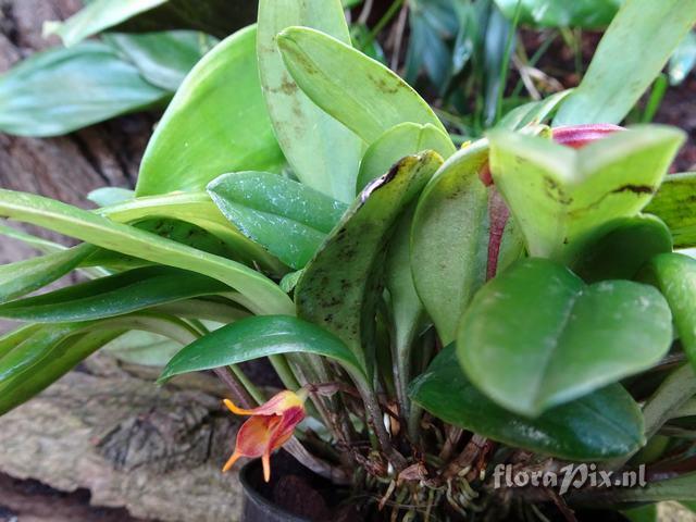 Masdevallia foeda