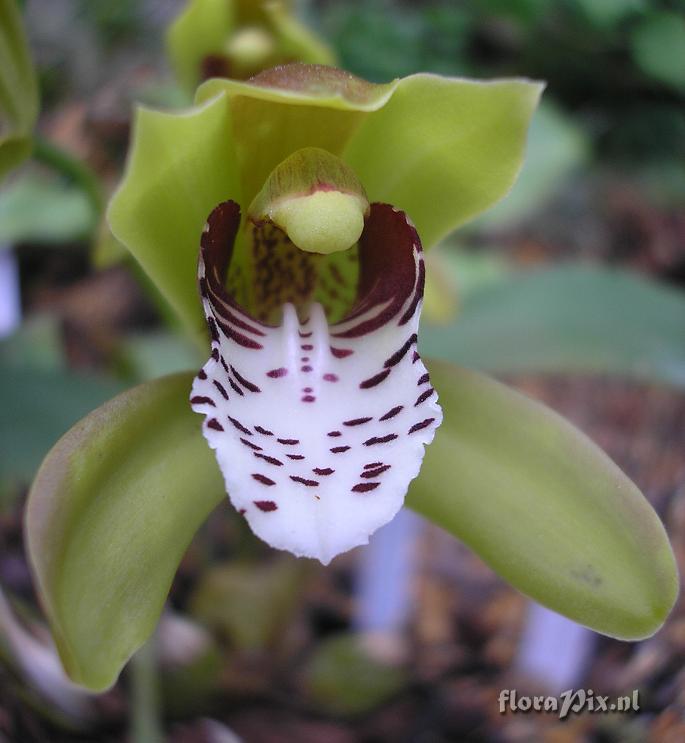 Cymbidium tigrinum (Close-up)