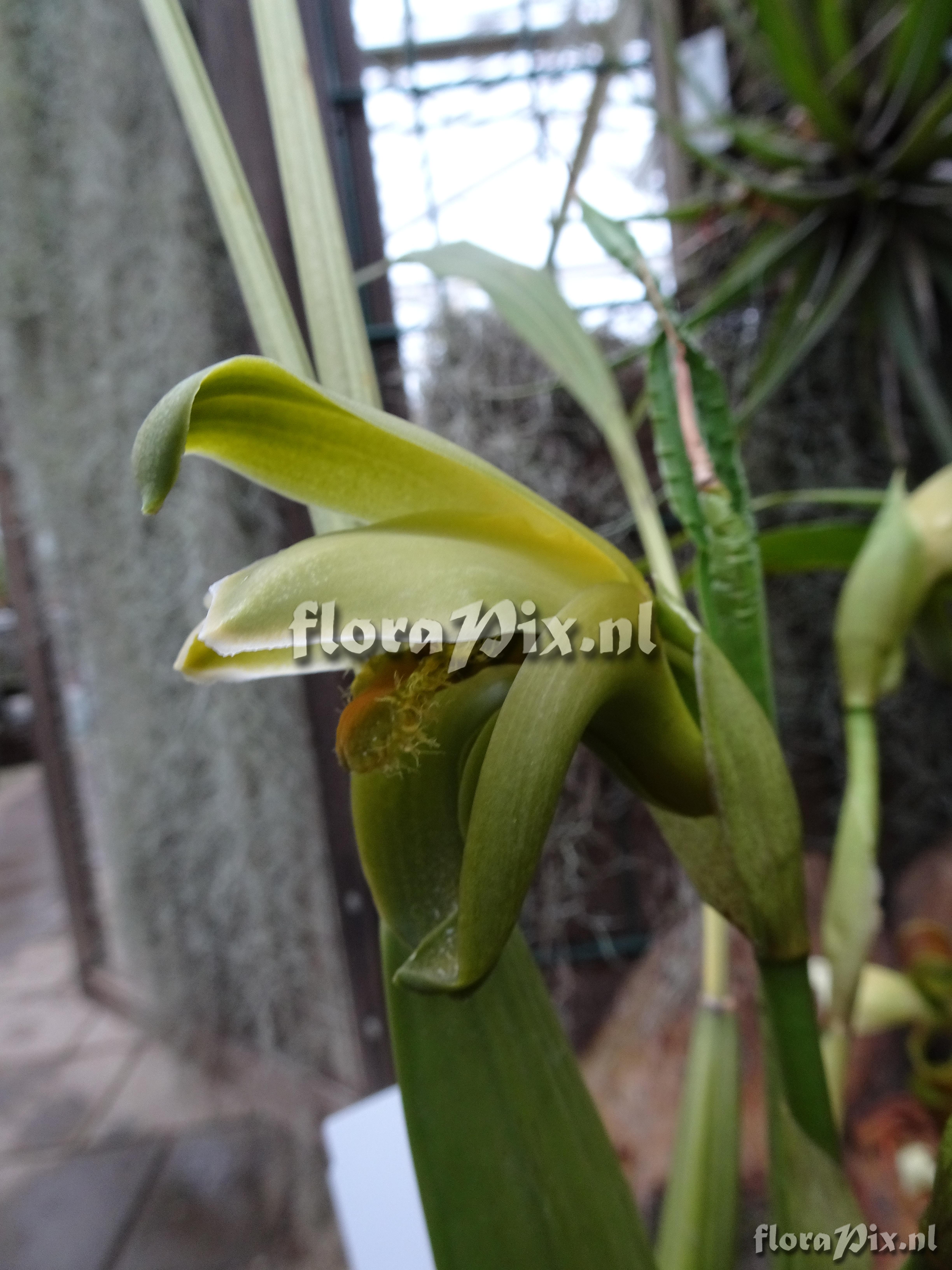 Sudamerlycaste reichenbachii