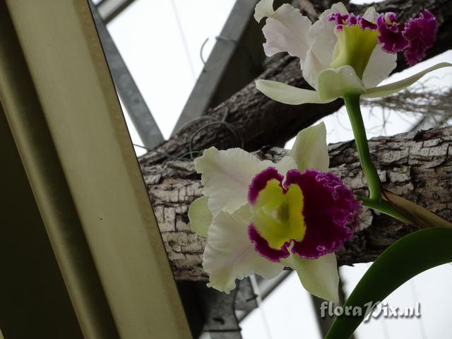 Cattleya spec.