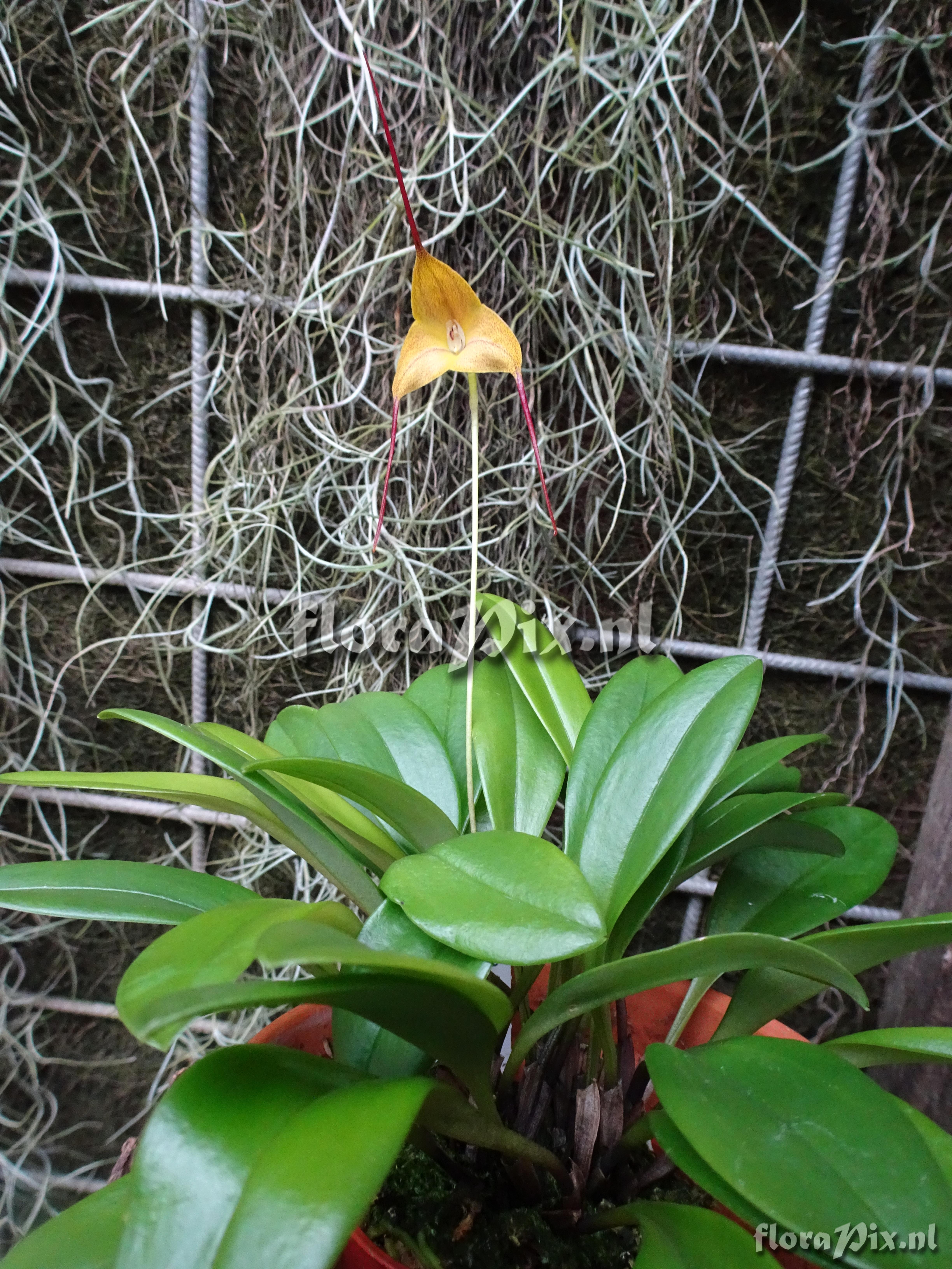 Masdevallia triangularis