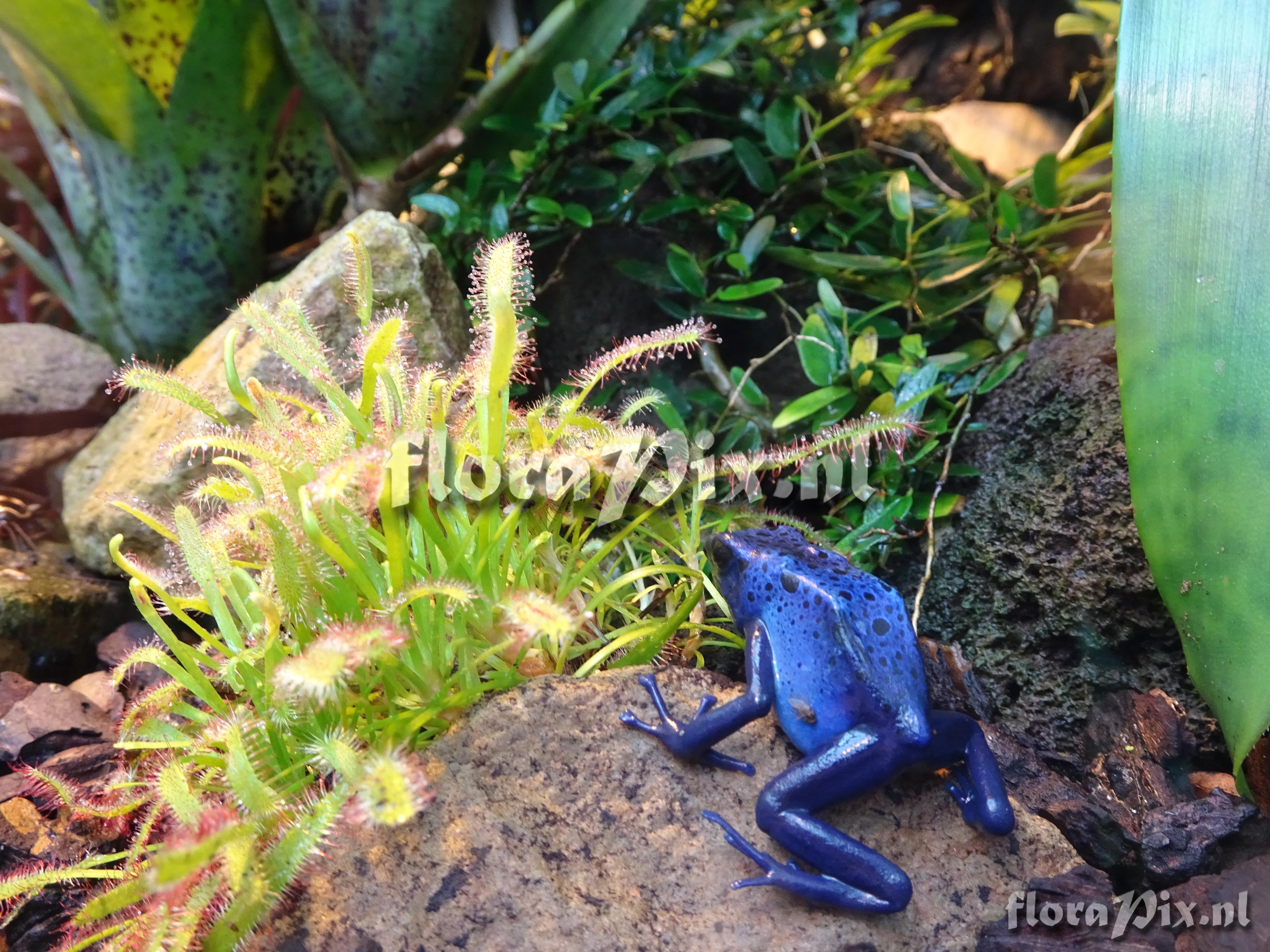 Dendrobates