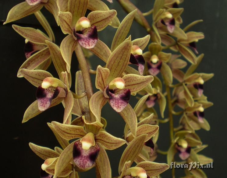 Cymbidium devonianum (close-up)