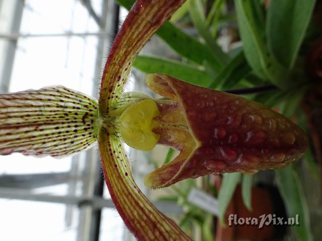 Paphiopedilum 