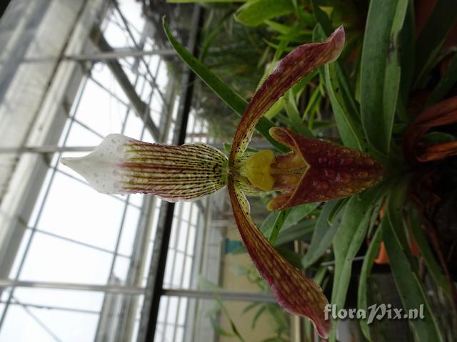 Paphiopedilum 