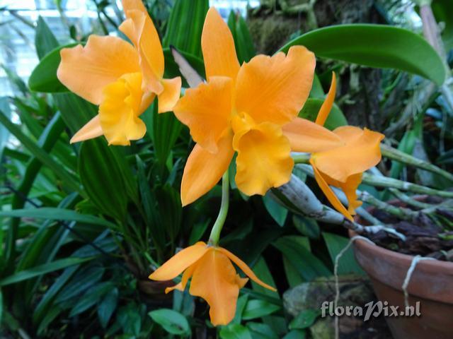 Cattleya 