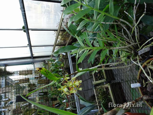 Epidendrum floribundum