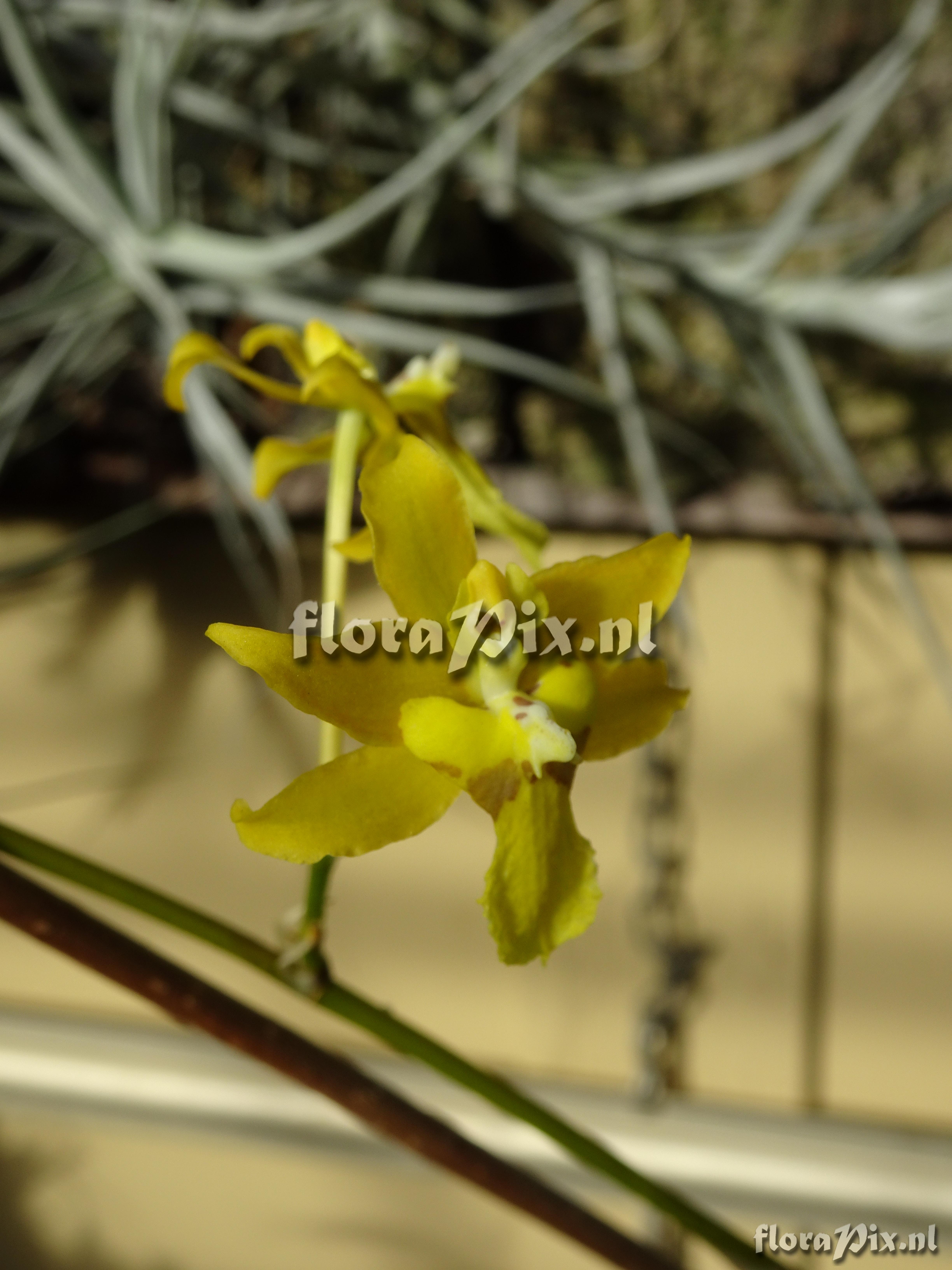 Oncidium montense