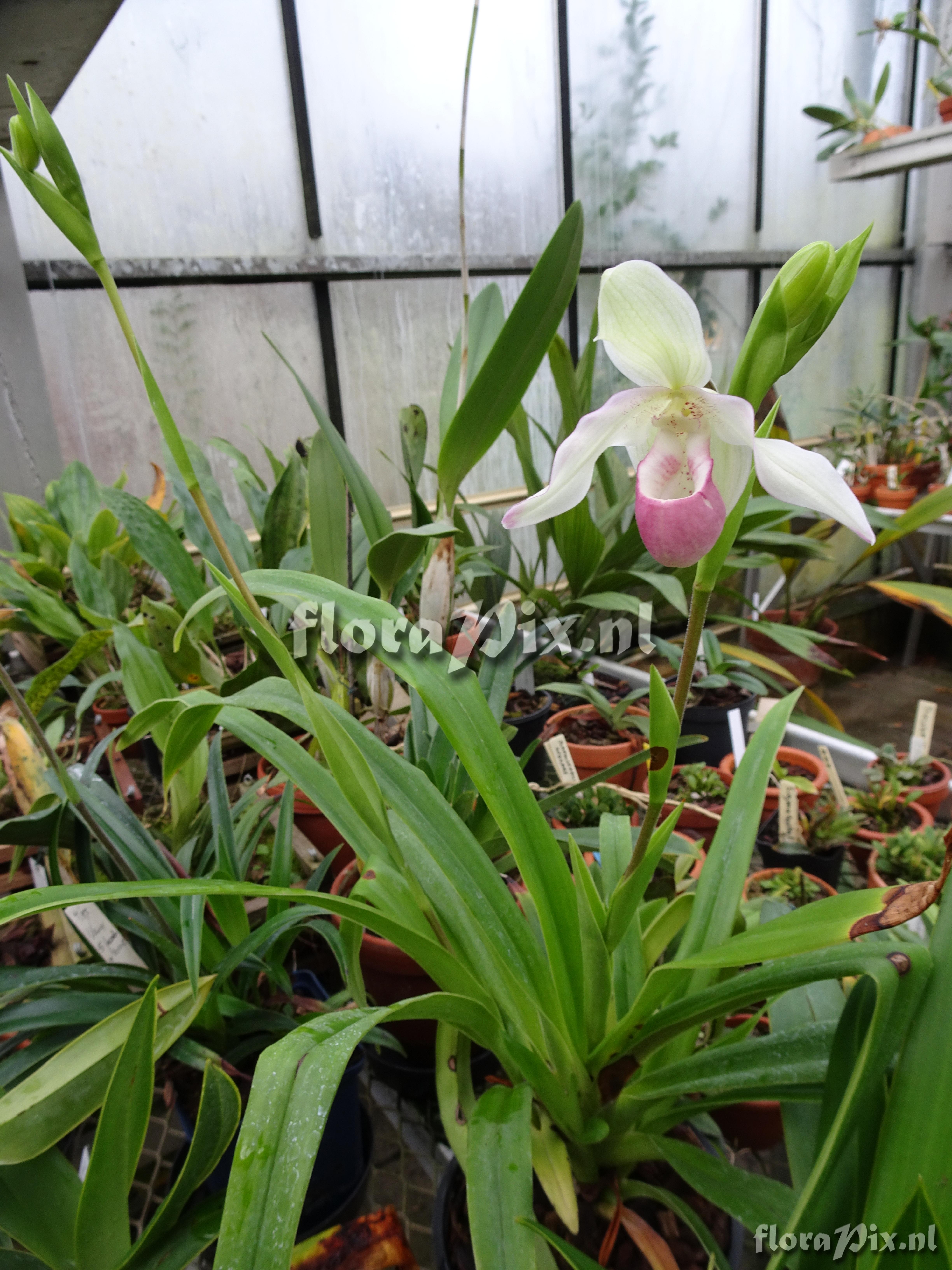 Phragmipedium x sedenii