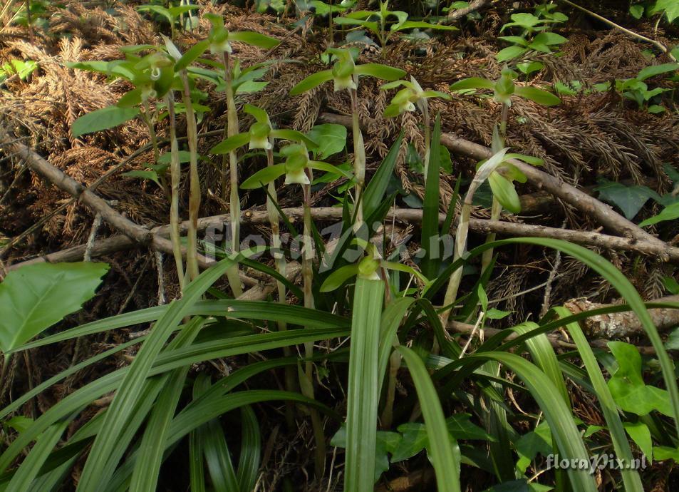 Cymbidium goeringii