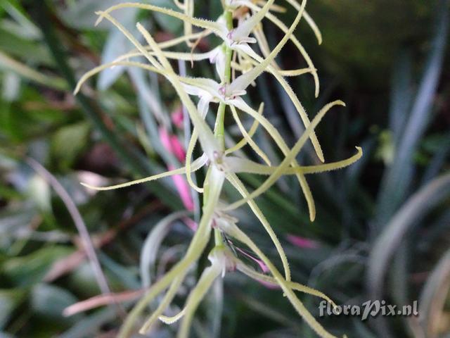 Pleurothallis acuminata ramulosa