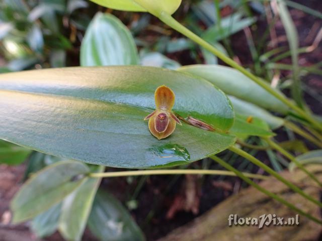 Pleurothallis chilingote