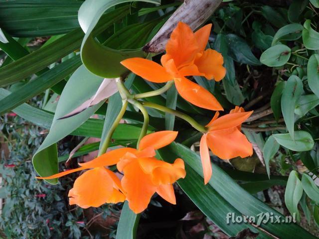 Cattleya 