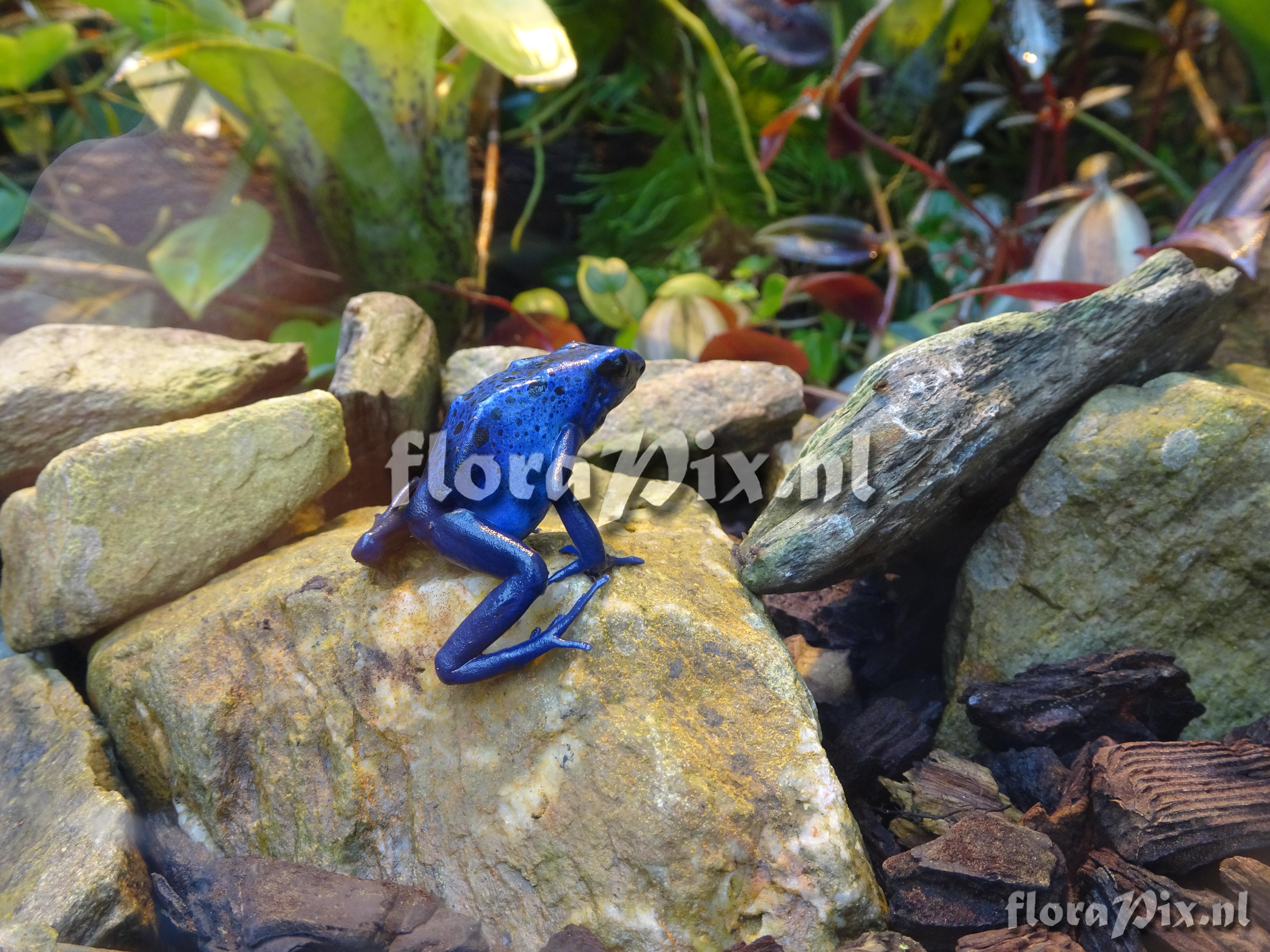 Dendrobates