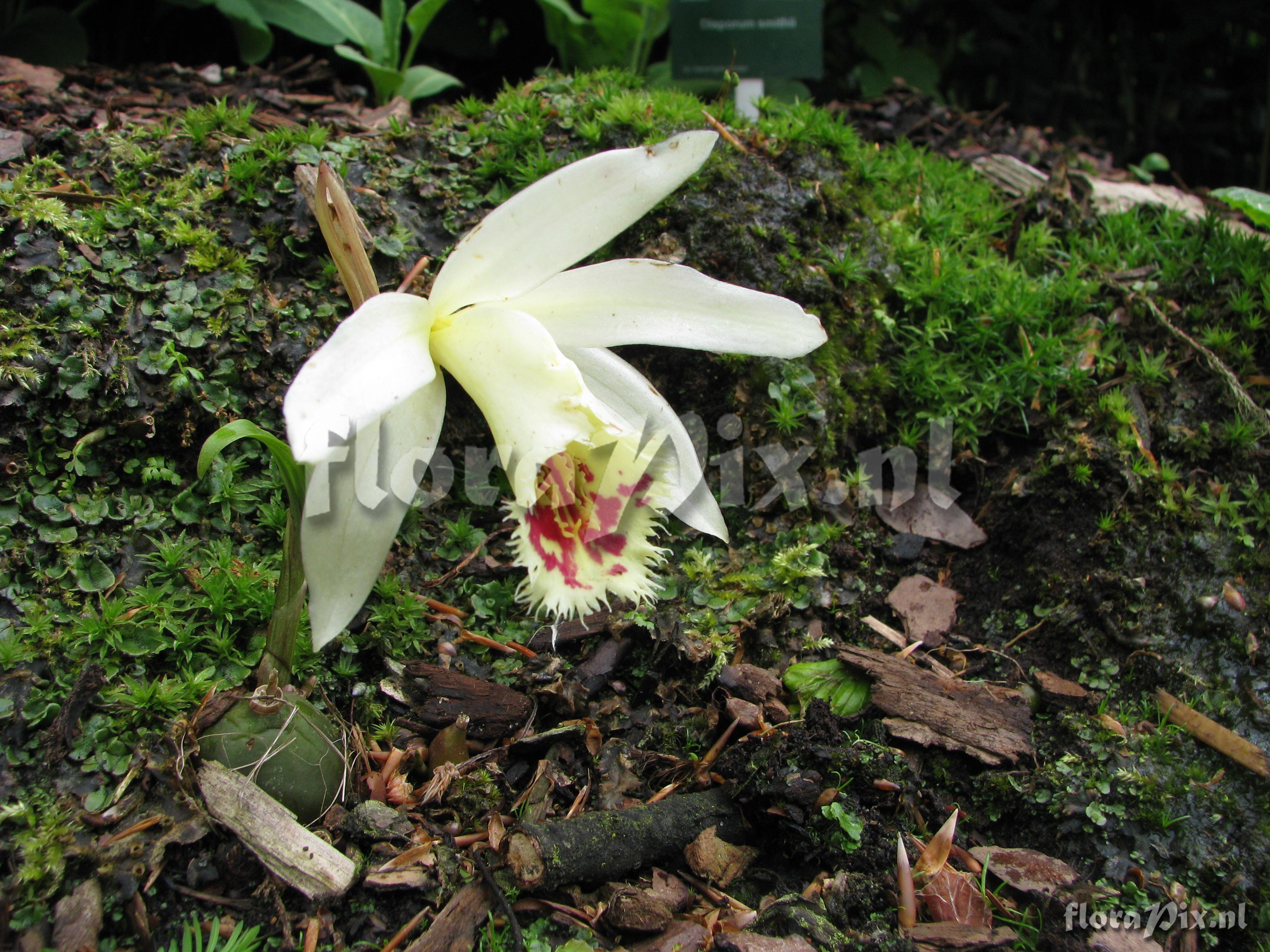 Pleione spec.