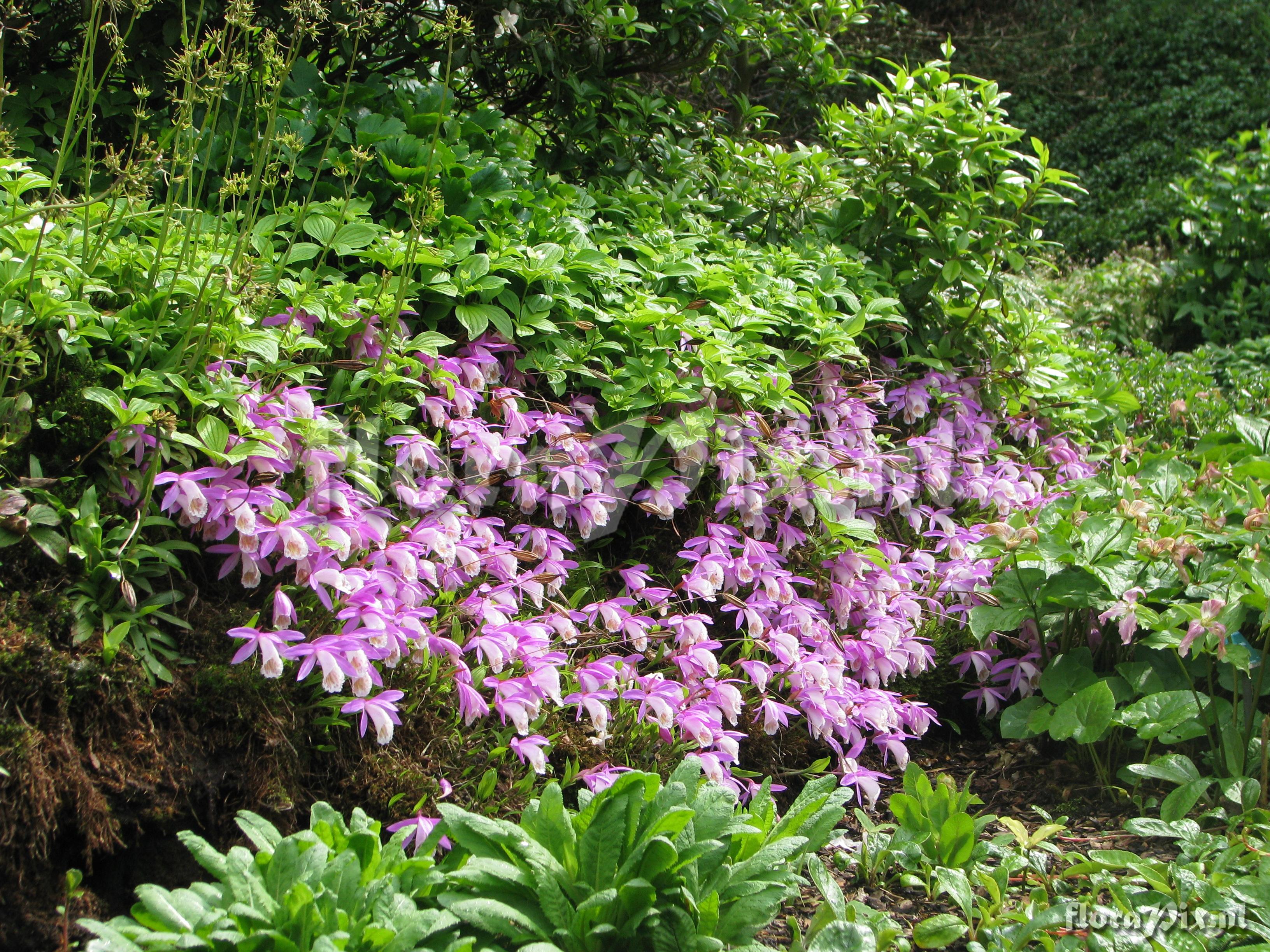 Pleione bulbocodioides