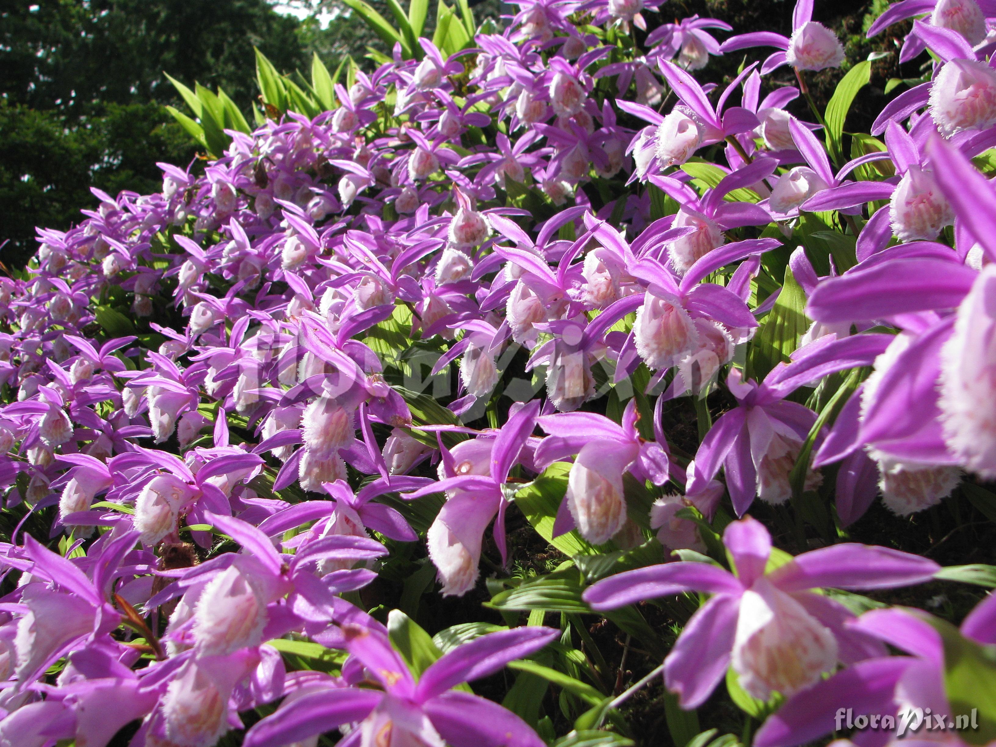 Pleione bulbocodioides