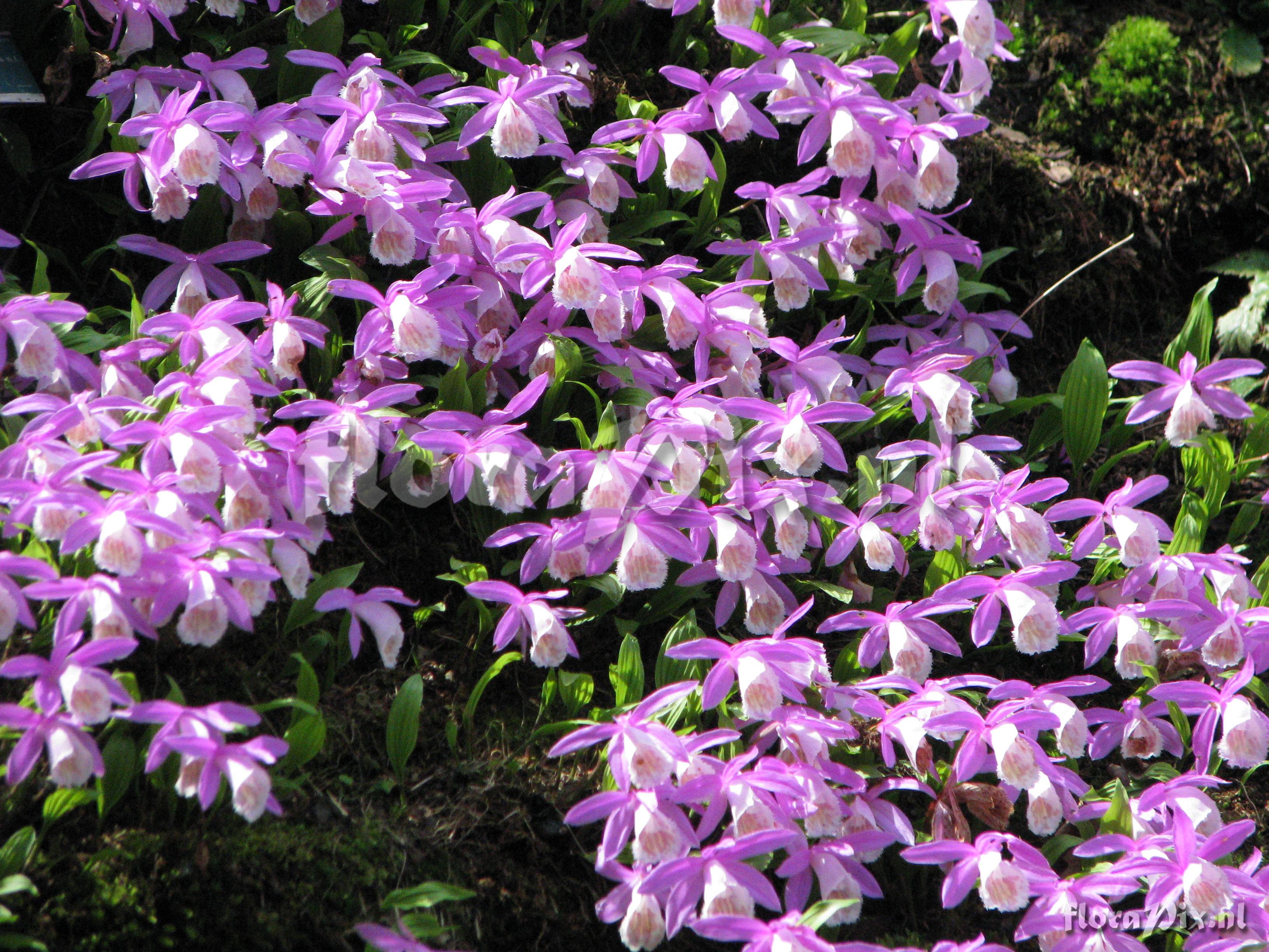 Pleione bulbocodioides